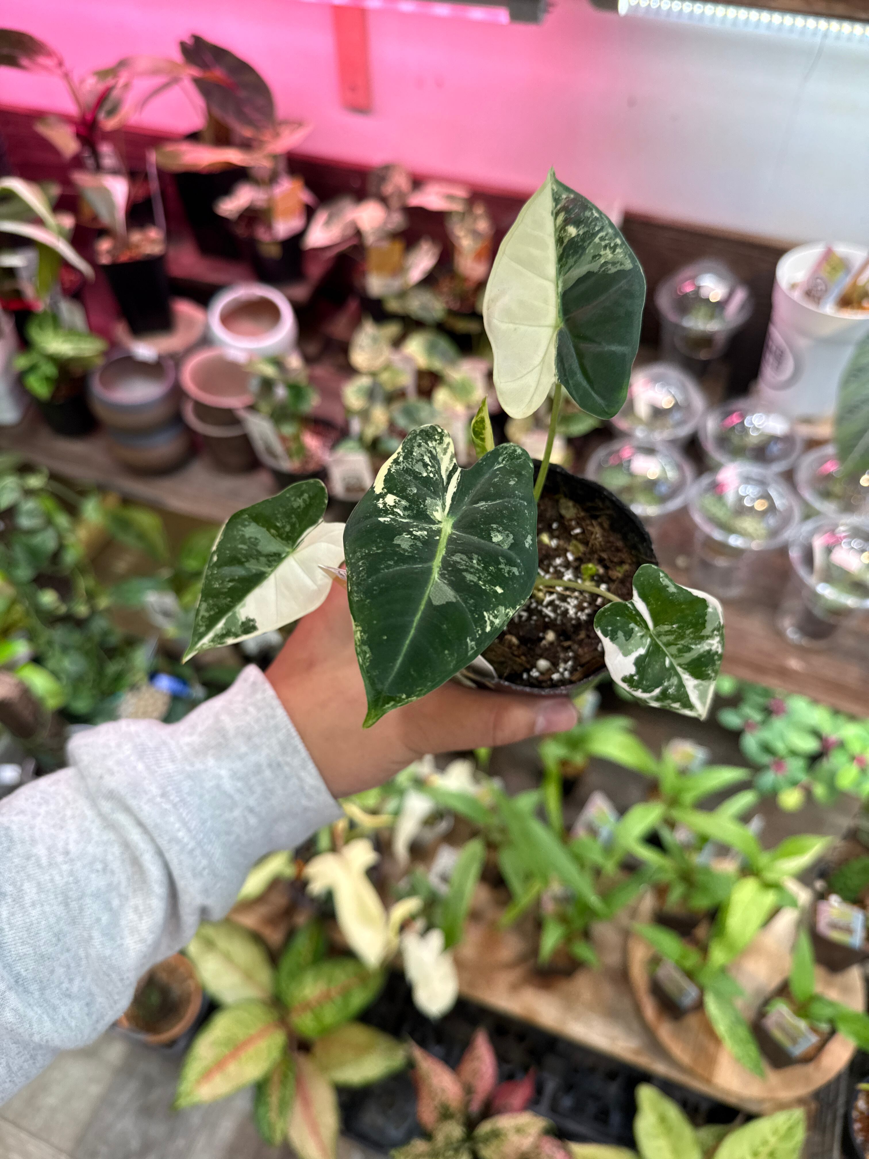 ②アロカシア GV斑入り 