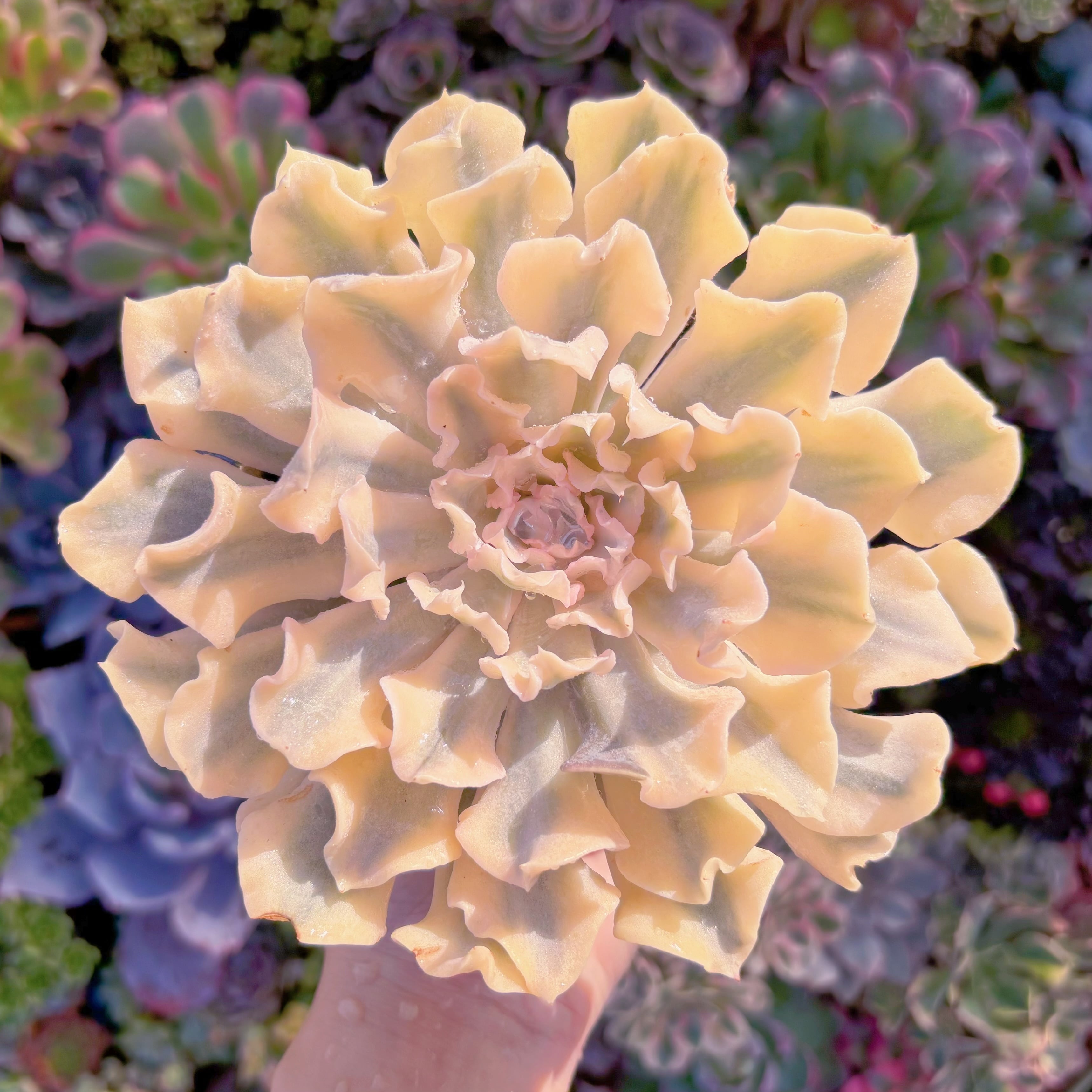 現品　シャフラン錦#551　極上株　特大苗　在庫僅少　るる農園