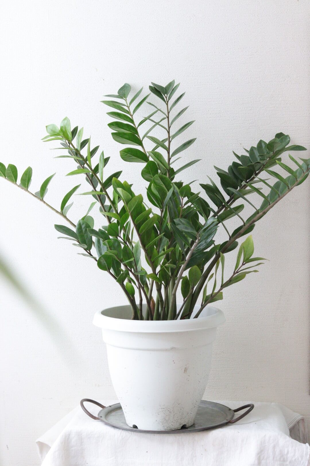 盆栽風♡野生的グリーン♡観葉植物♡ガジュマル | Total Plants Egret