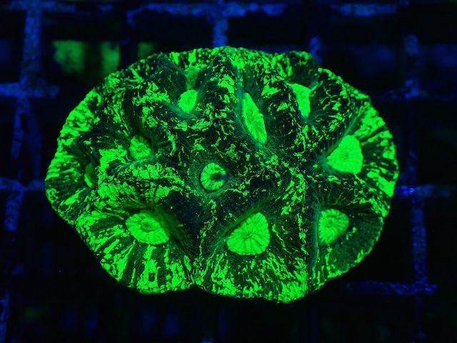 Goniastrea 5"