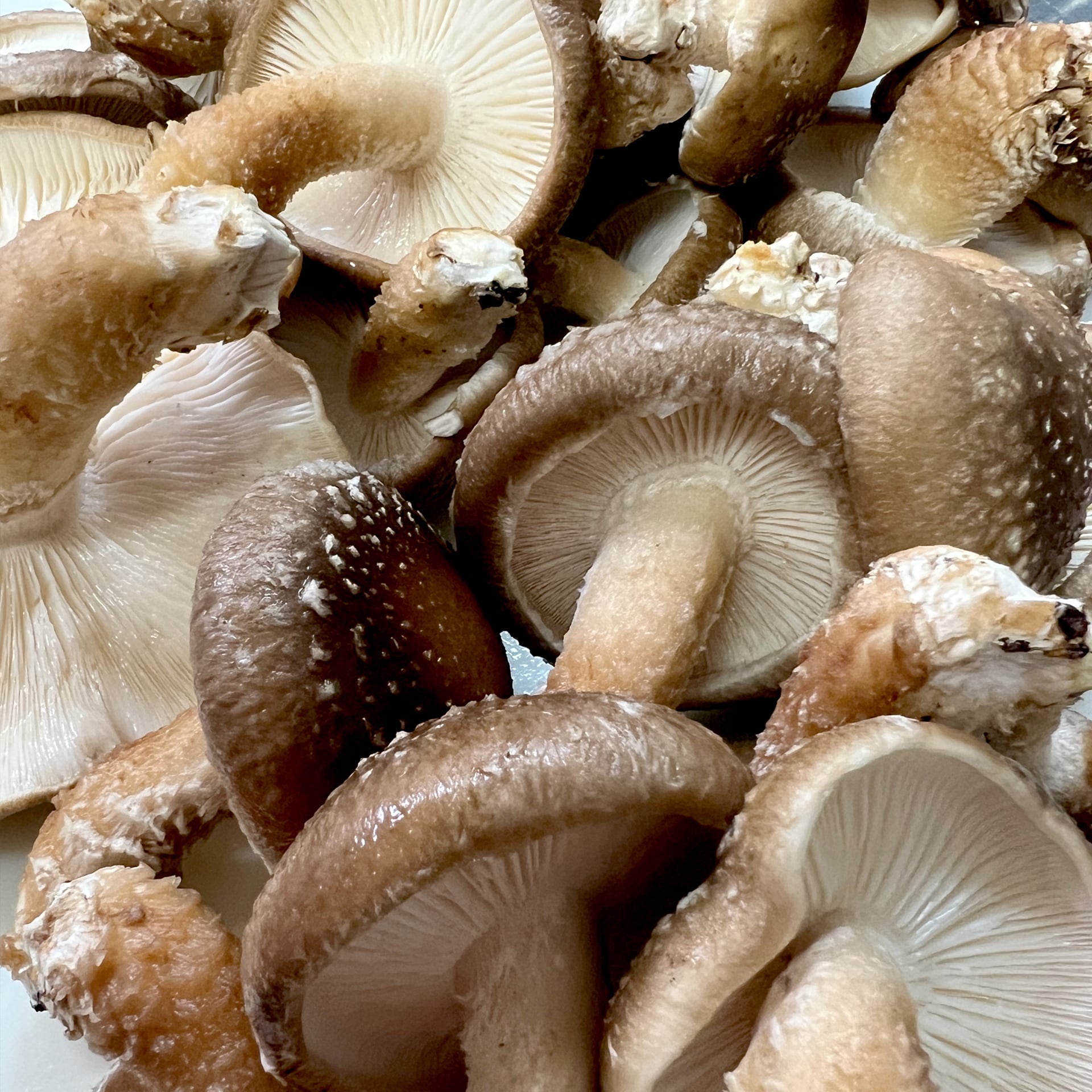 原木椎茸の干し椎茸＜箭木椎茸園＞