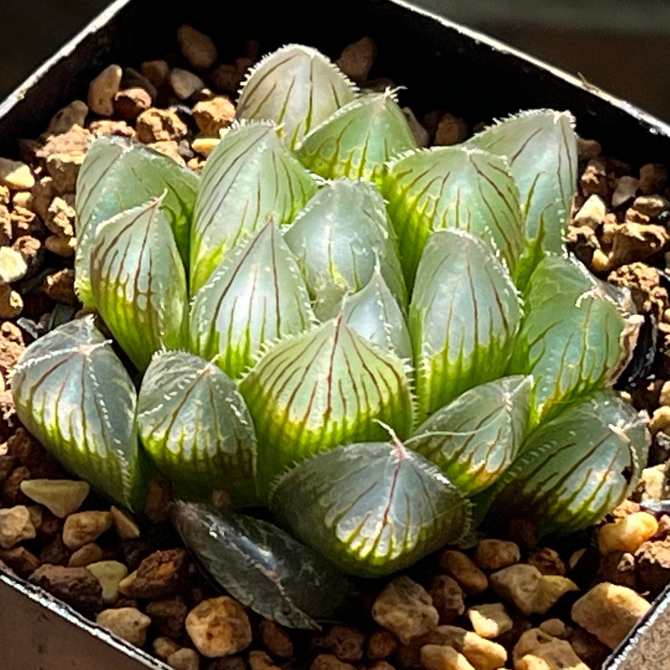 オブツーサ系 | mocono_plants