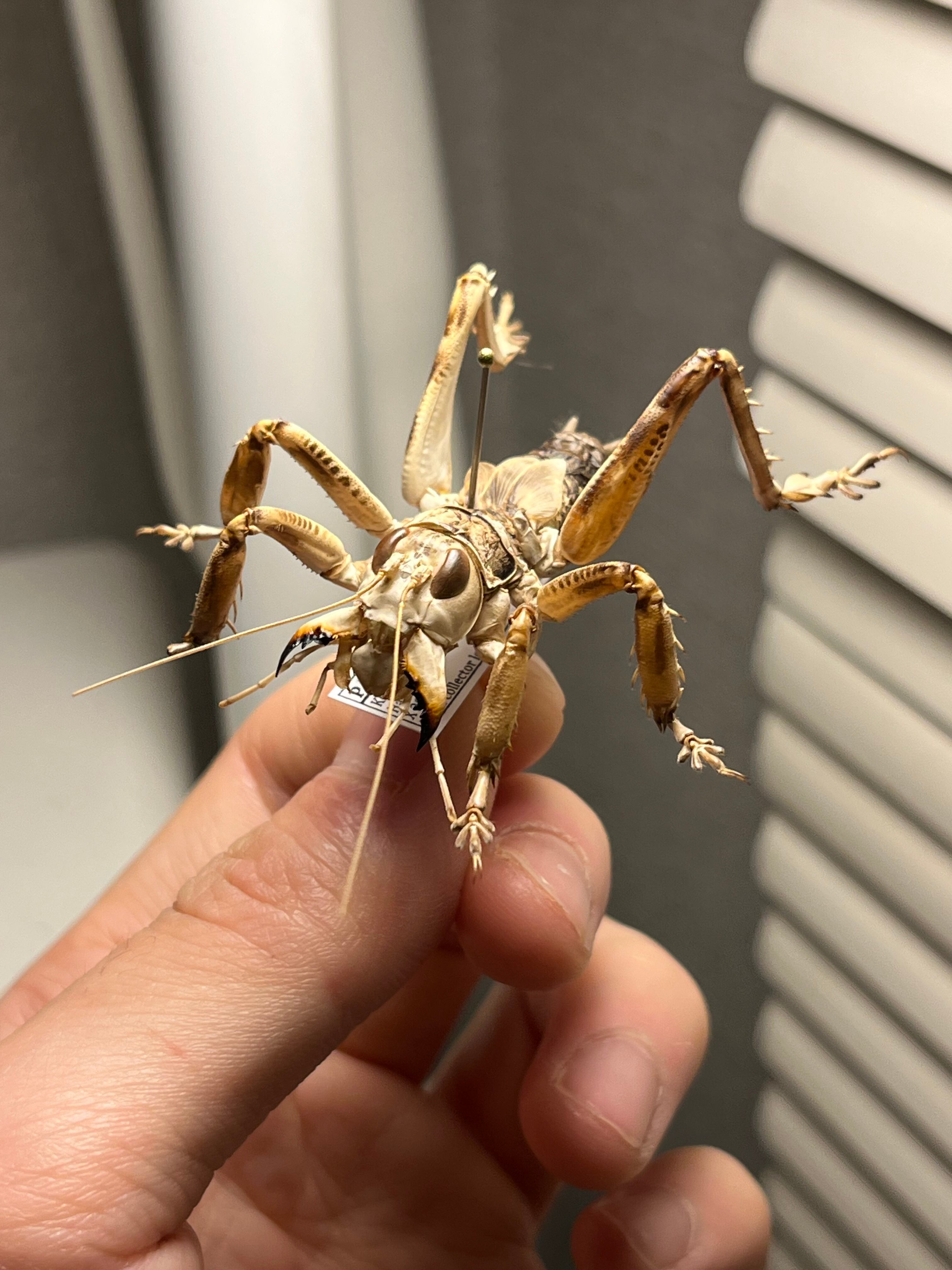 マキバネコロギス 昆虫標本バッタ キリギリスコロギスリオック直翅類