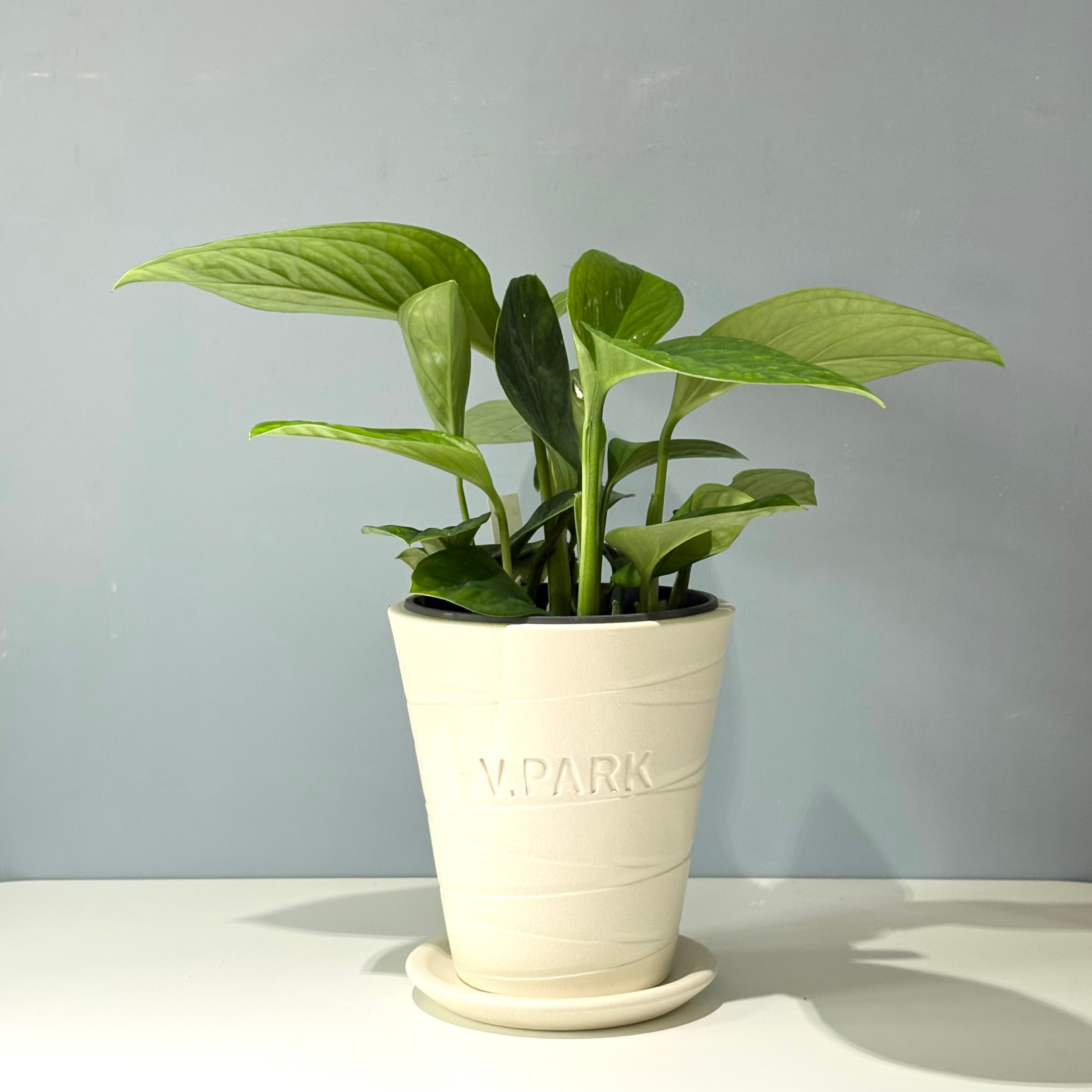 【鉢なし】モンステラ カルステリアナ