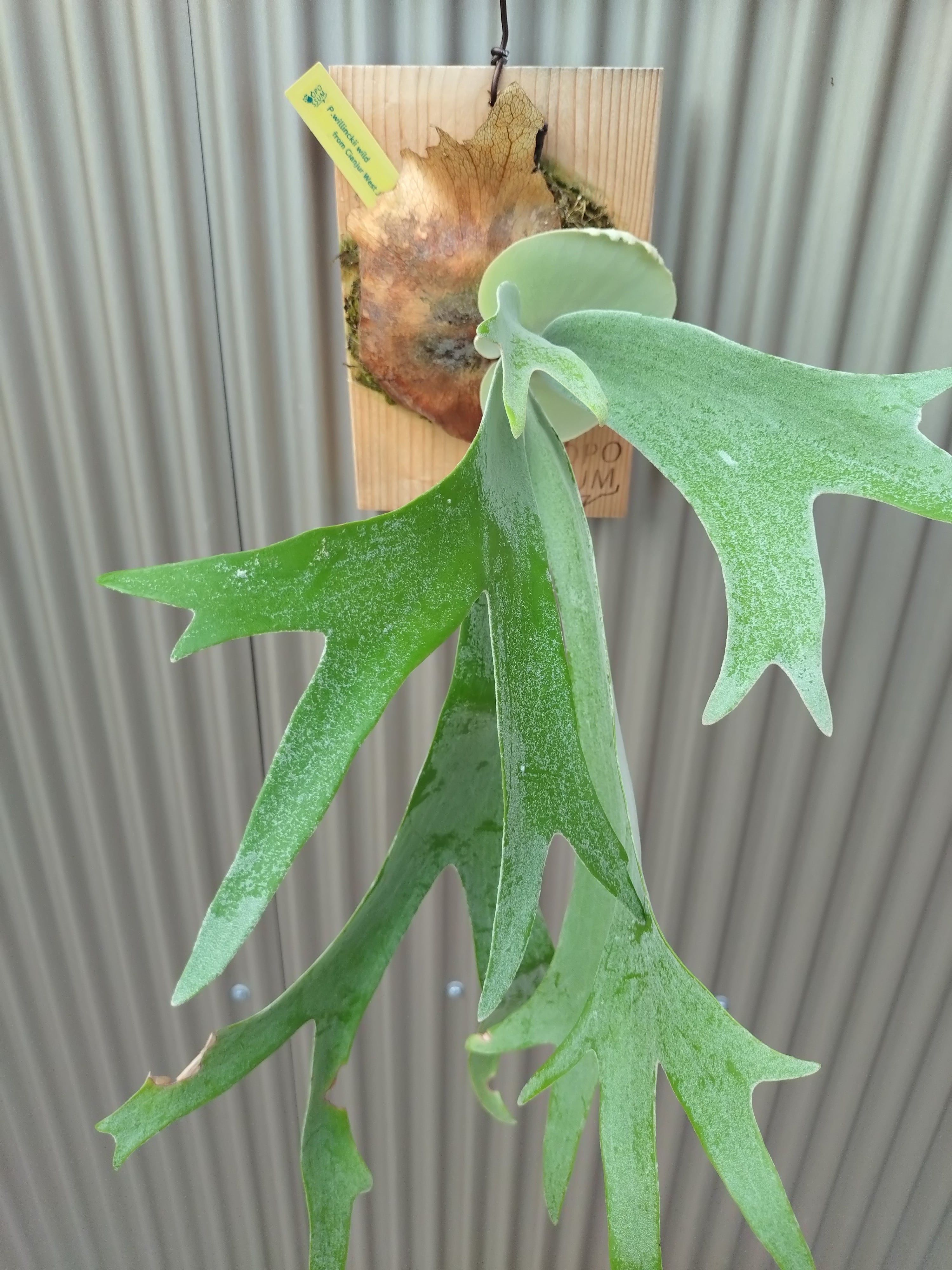 ビカクシダ P.Willinckii wild from Cianjur West Java | opossum