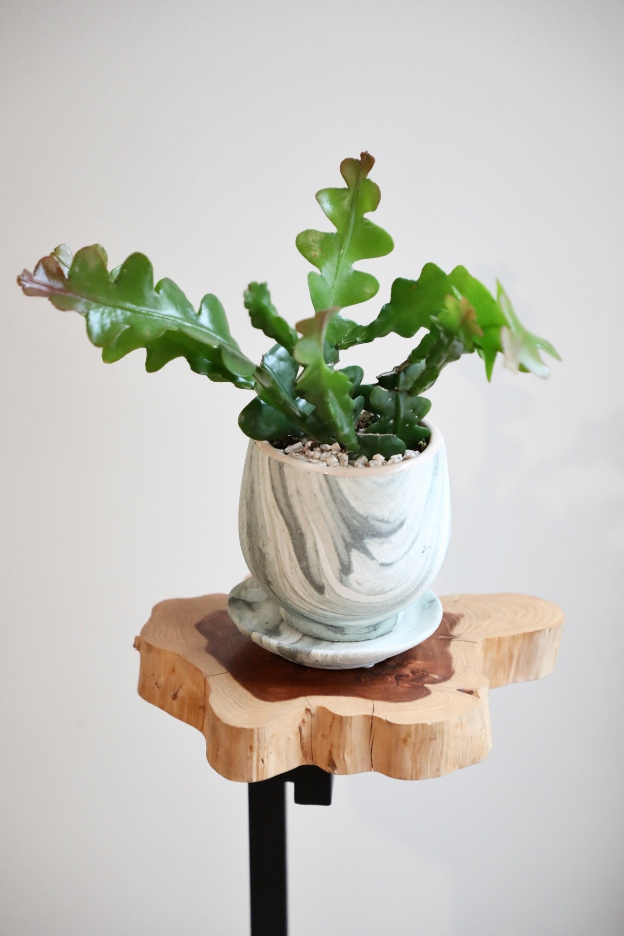 【S】フィッシュボーンカクタス/Fishbone cactus　※陶器鉢付き