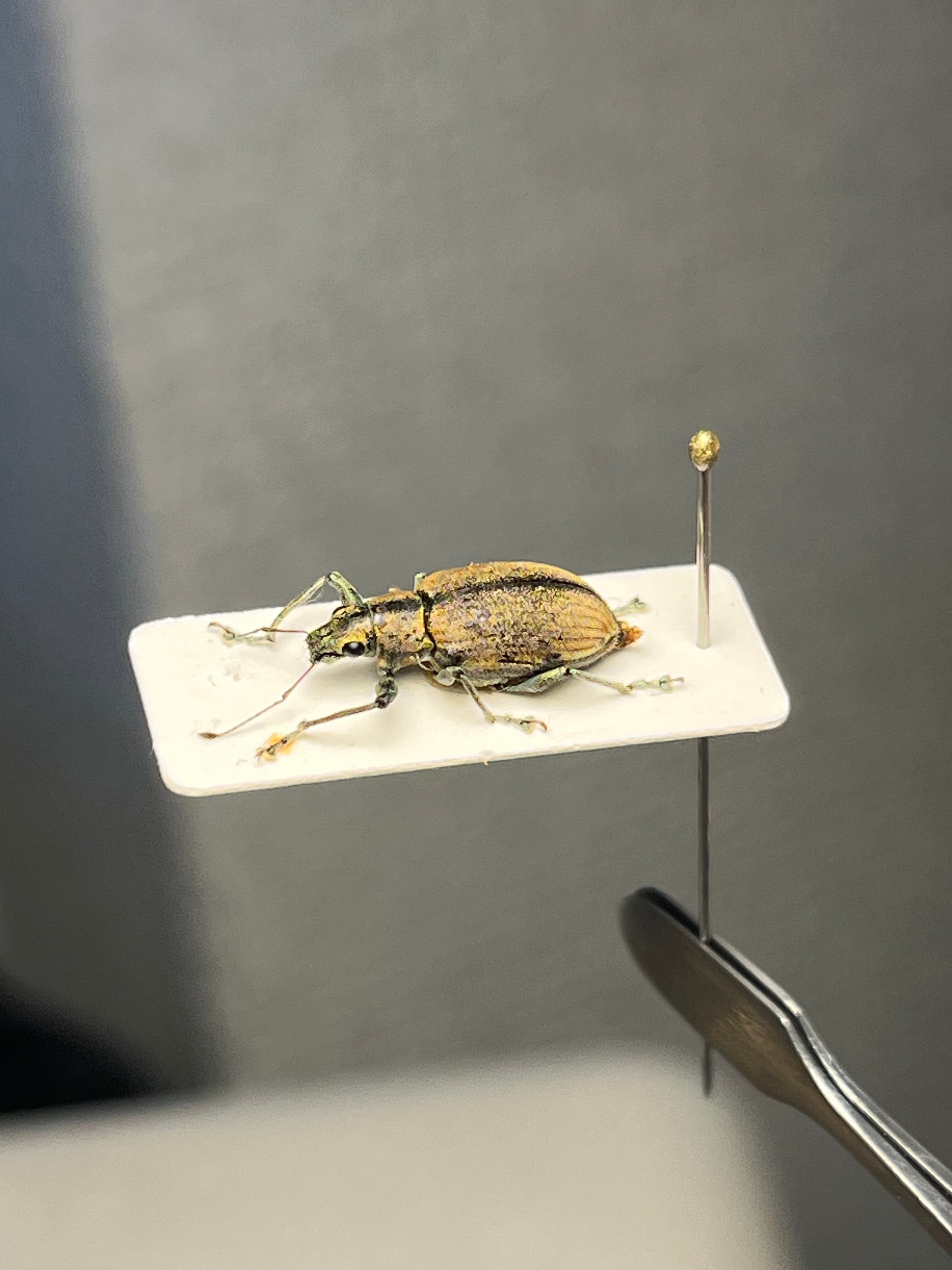 12mm】普通種と思しきクチブトゾウムシの一種 標本ゴミムシダマシ