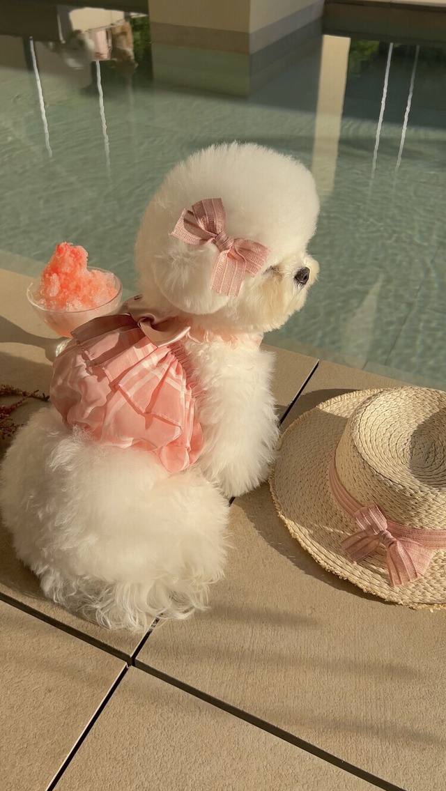 【即納】Pink See-through Cancan / SICGGU