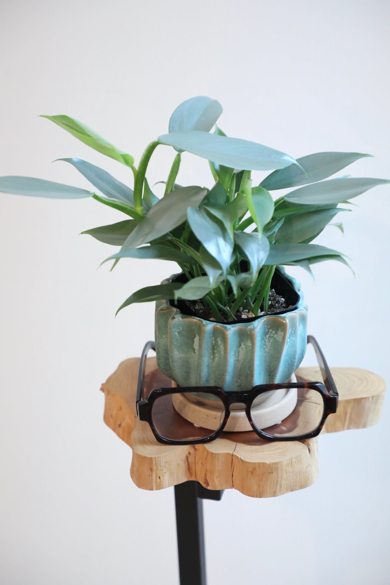 S】フィロデンドロン シルバーメタル/Philodendron Silver Metal ※陶器