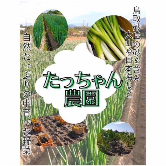 【家庭用】砂丘ながいも　長芋　とりたて 5kg程度　とろろ　ねばり　山芋