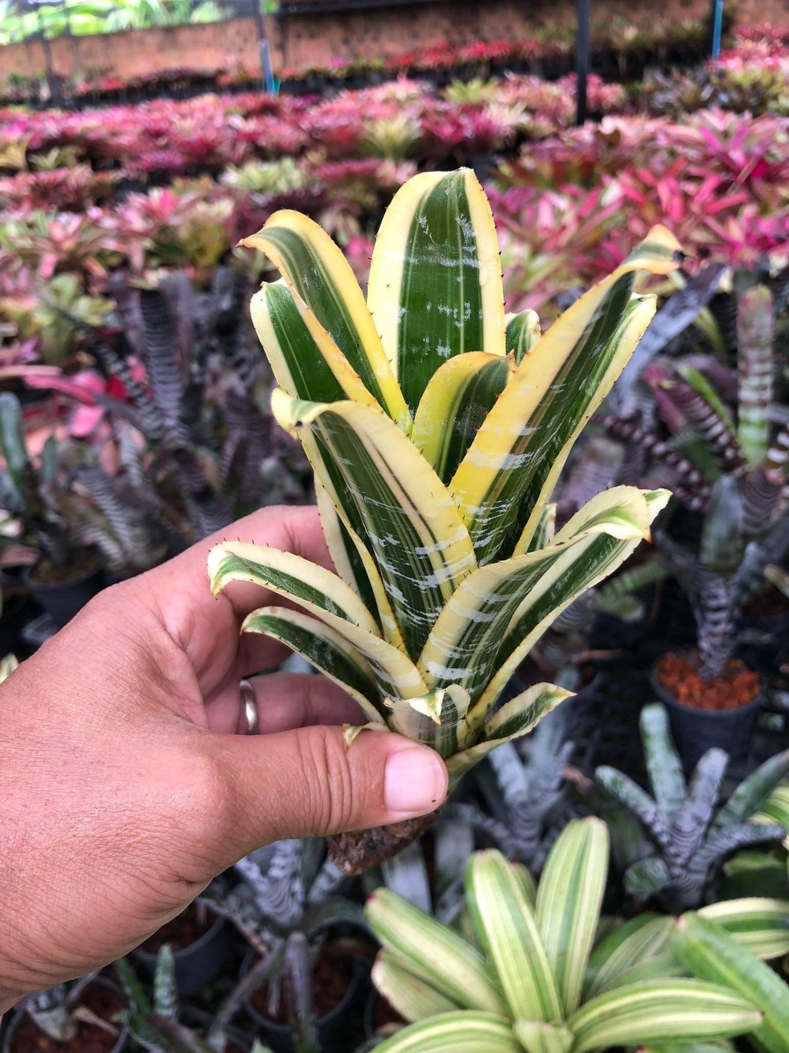 Aechmea Skotak Wild Ace 【artPLANTs】エクメア/ブロメリア