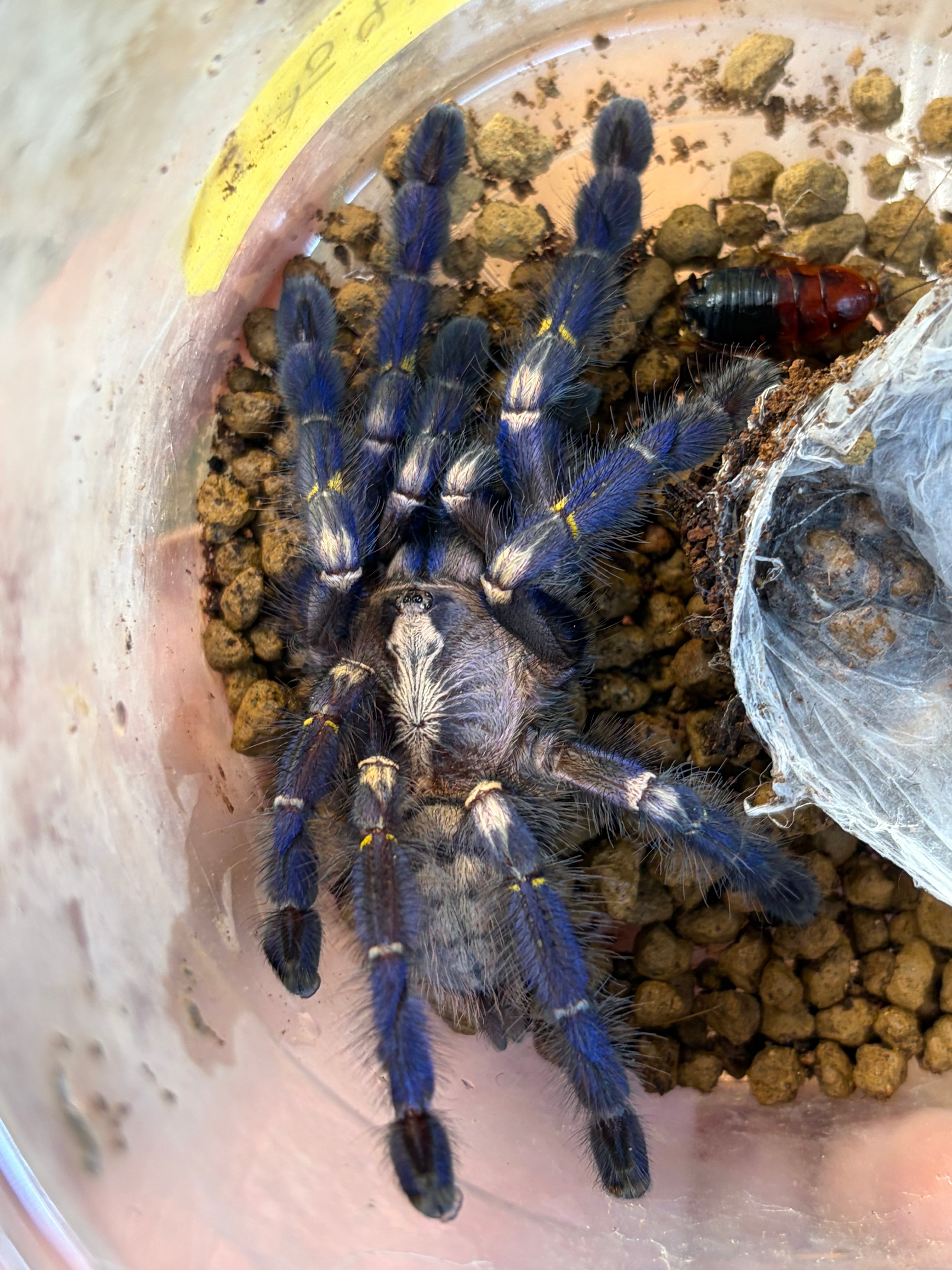 Poecilotheria | オモニキチュウ