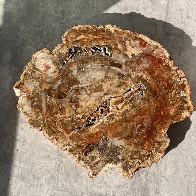 【ペトリファイドウッド（樹木の化石）】ビッグスラブ 鉱物 天然石 パワーストーン