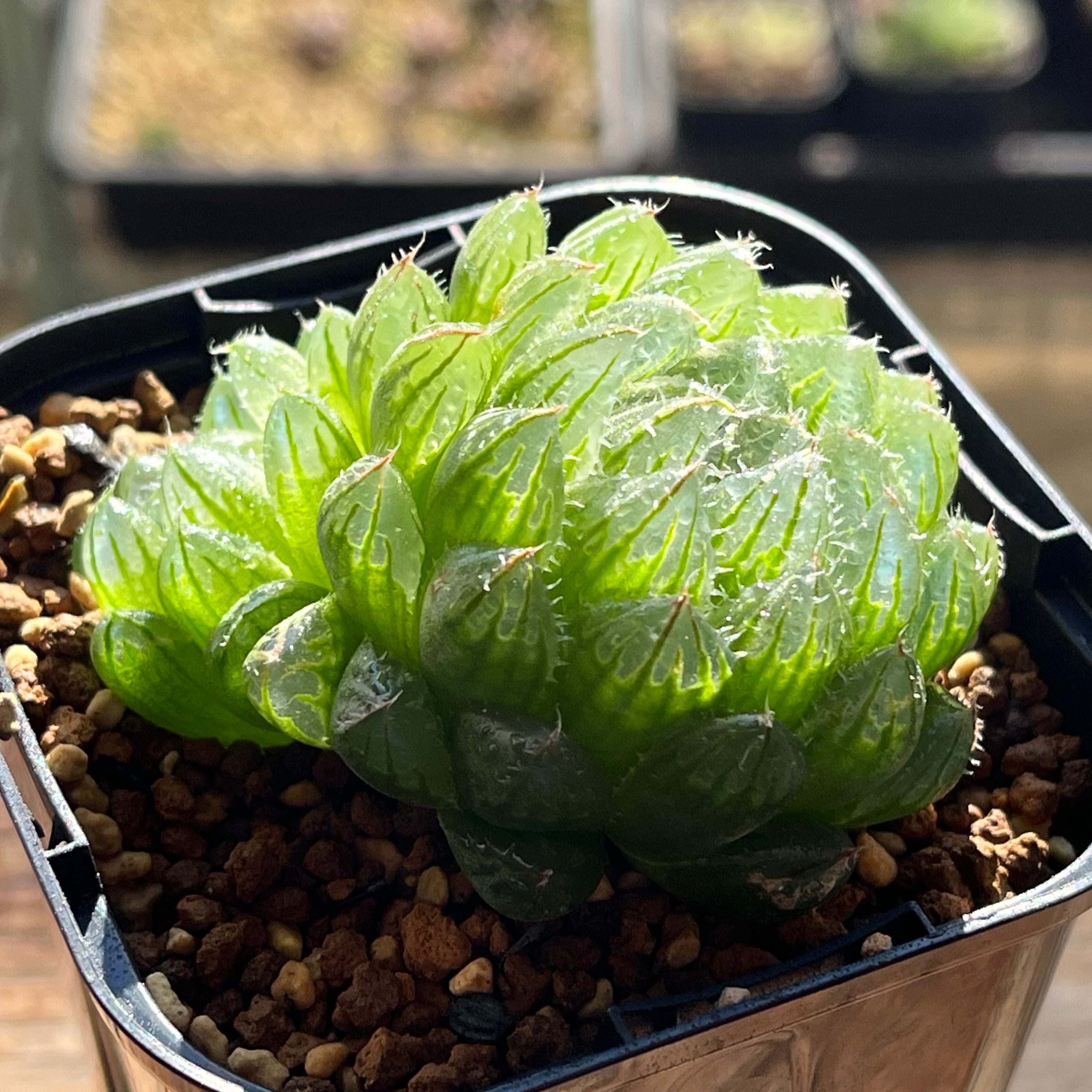 オブツーサ系 | mocono_plants
