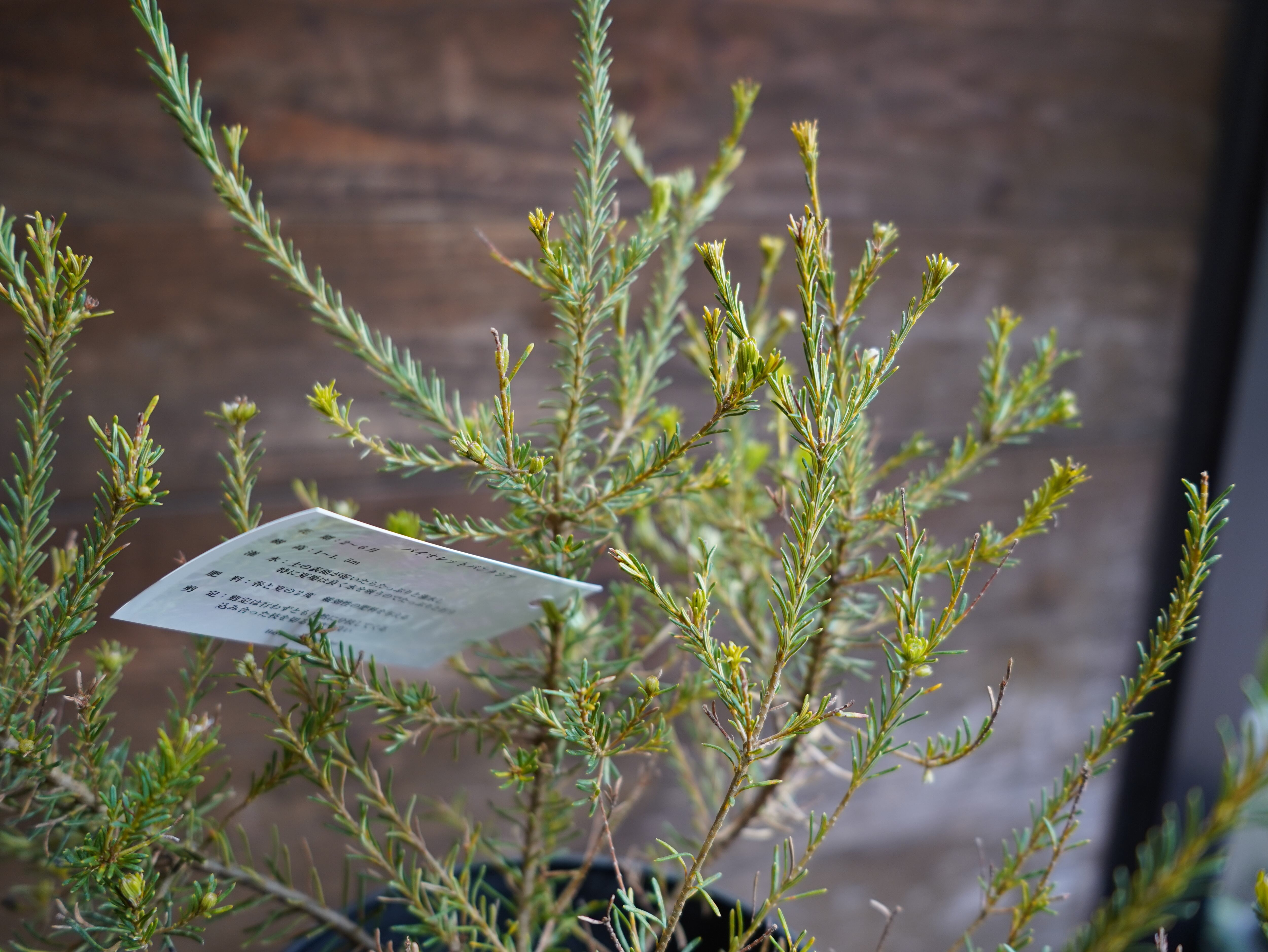 【現物】バンクシア　”ゼオラセア”　