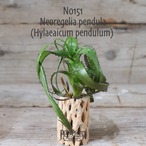 【送料無料】pendula〔ネオレゲリア/ハイラエアイカム〕現品発送N0151