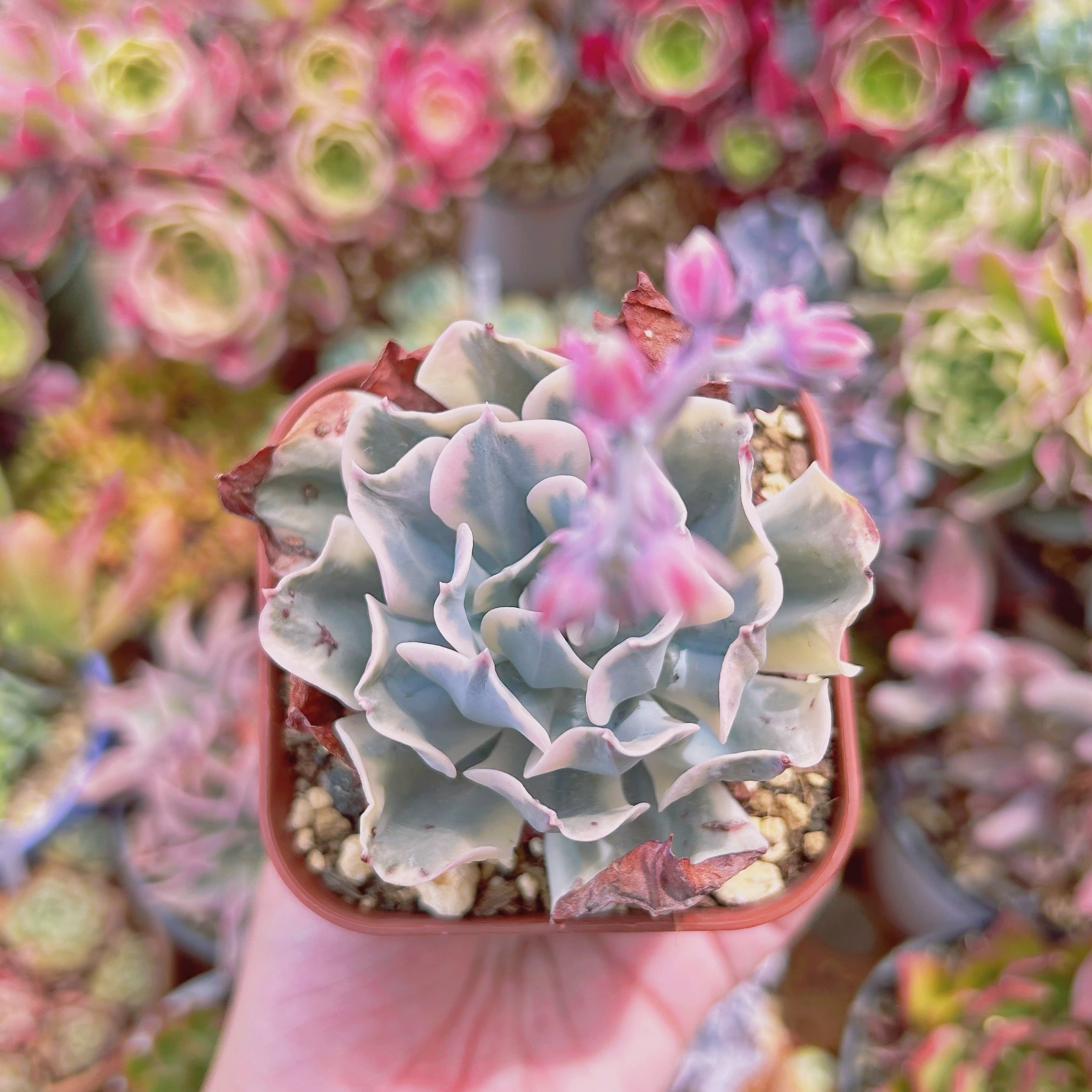 3003現物 多肉植物 七福神錦 特大 抜き苗 | るる農園~多肉植物専門