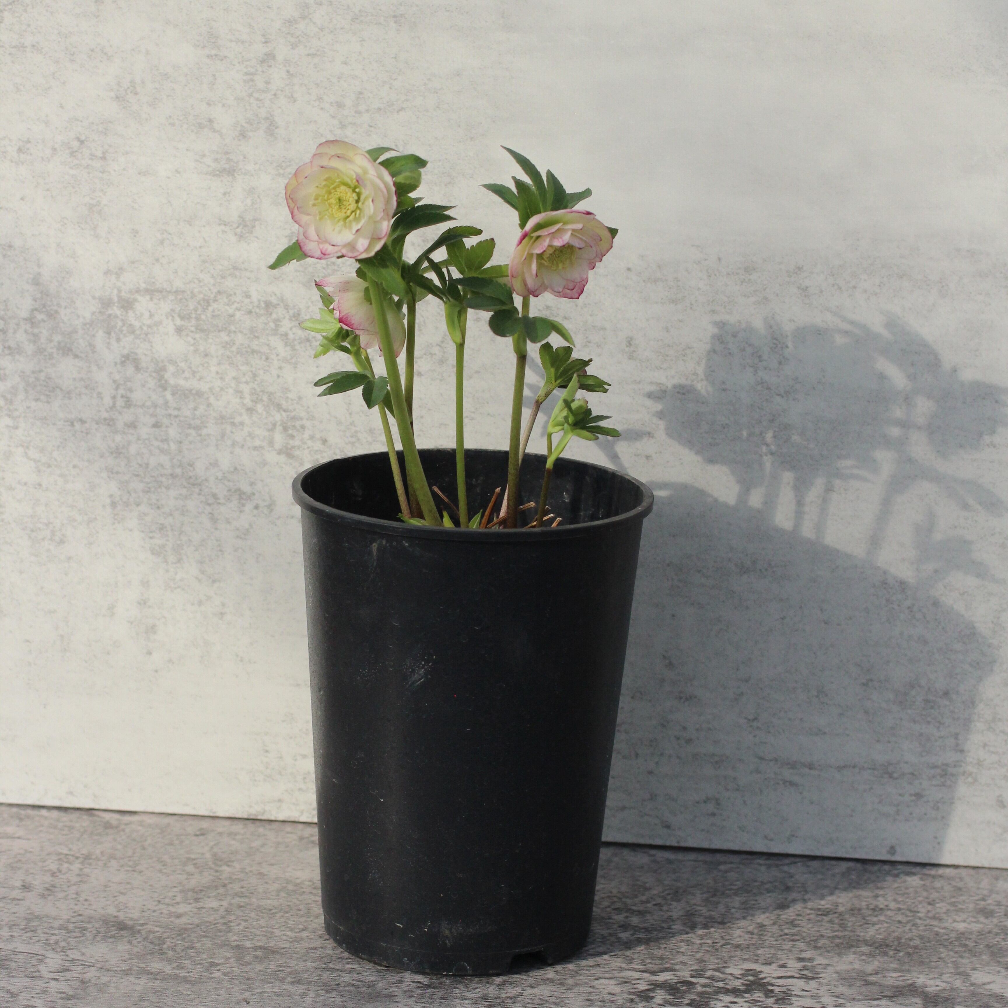 WS26-080 クリスマスローズ ウィンターシンフォニー 小輪系ピコティ