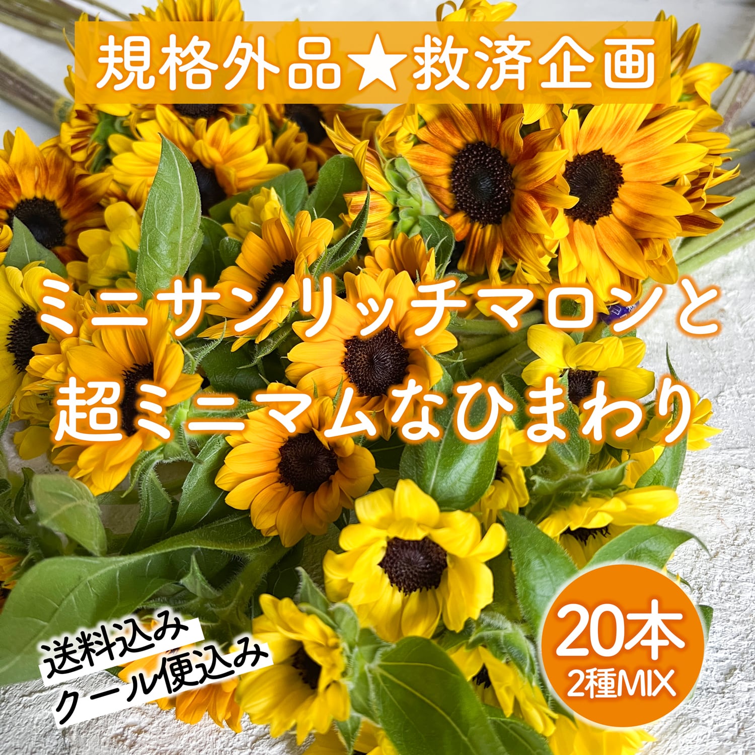 〈規格外品☆救済企画〉ヒマワリ 20本 2種類(ミニサンリッチマロン&ミニマムタイプ)MIX☆ショート丈☆〈送料・クール便込み〉