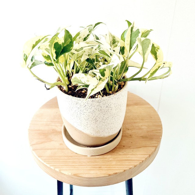 【登録品種】107. ポトス テルノバンピー 観葉植物