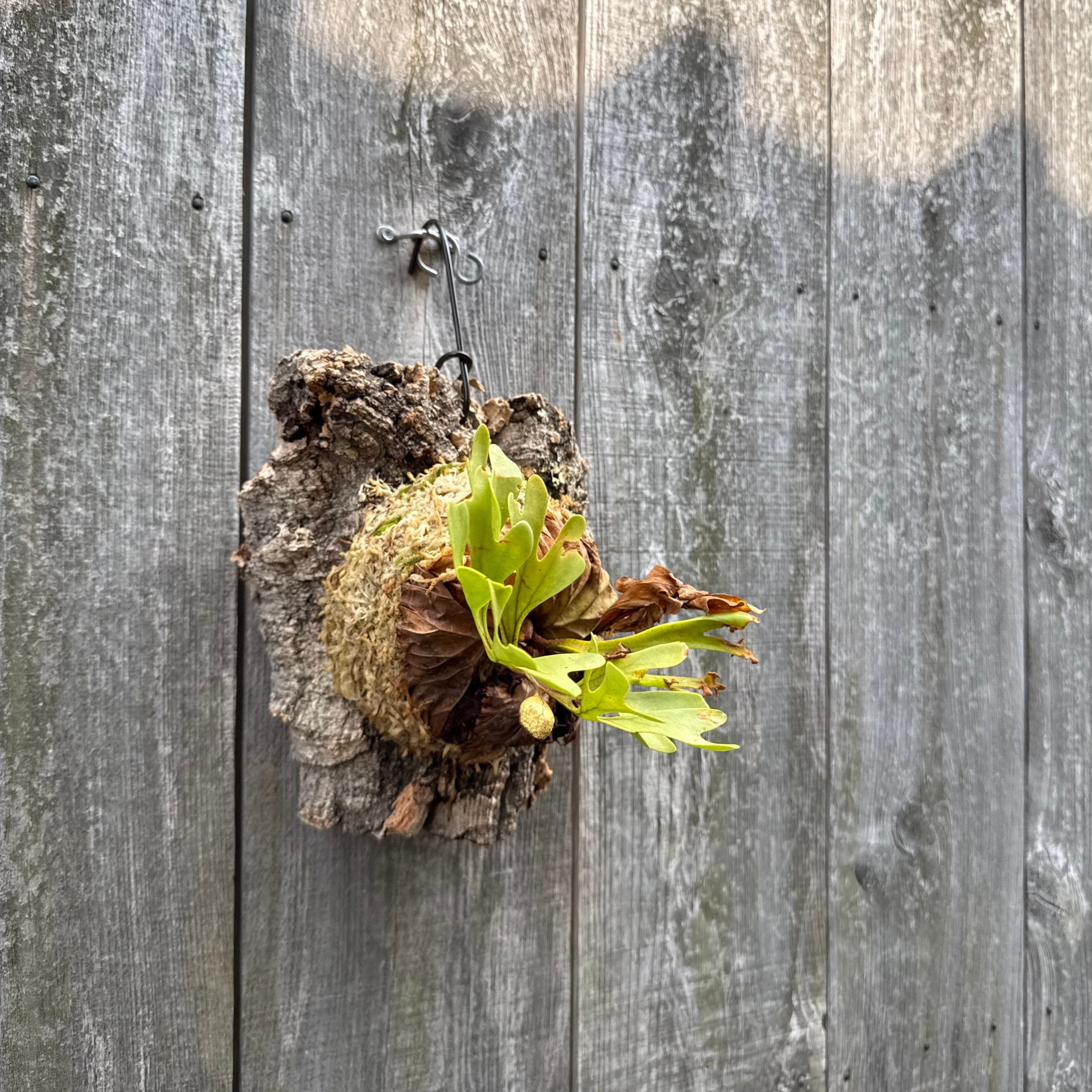 P.ridleyi wild | naturefix