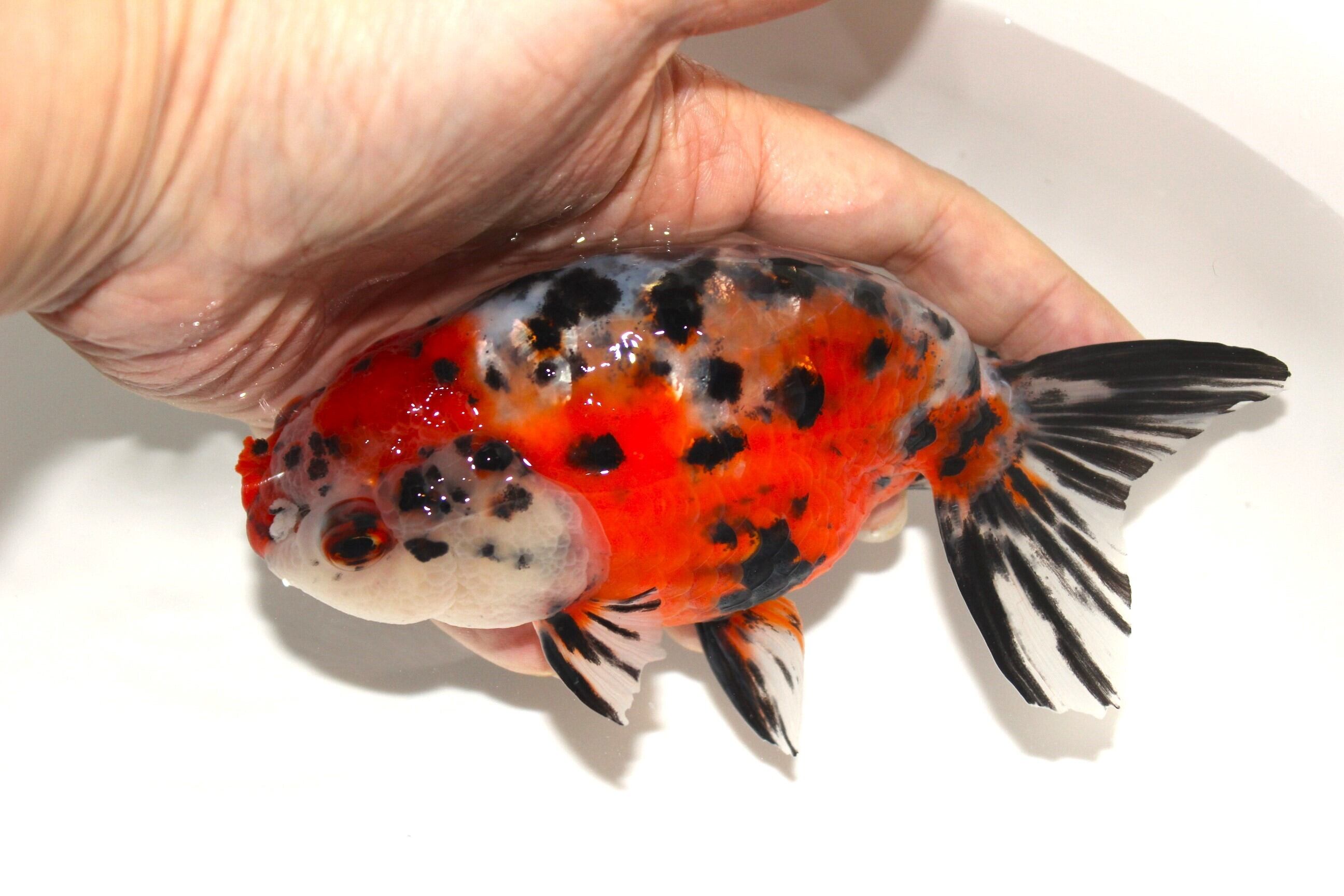 金魚らんちゅう上物当歳11～12センチ らんちゅう体型 | 金魚専門店 和の美