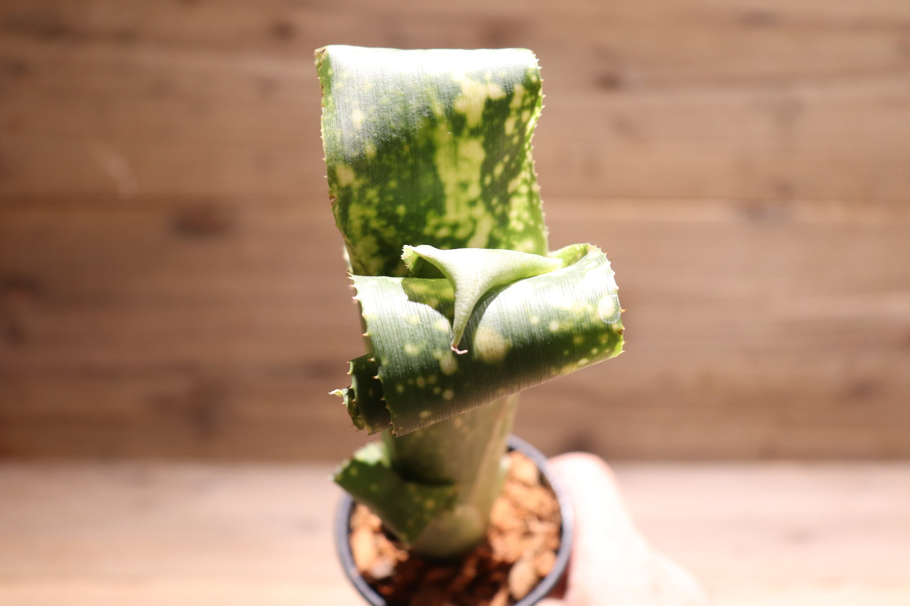 送料無料】Billbergia leptopoda〔ビルベルギア〕現品発送B0058