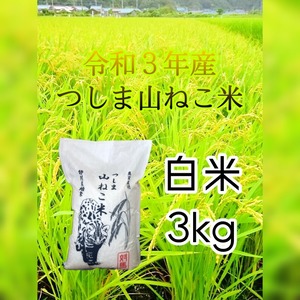 【定期便】つしま山ねこ米３ｋｇ☆発送直前に精米します_（常温便）