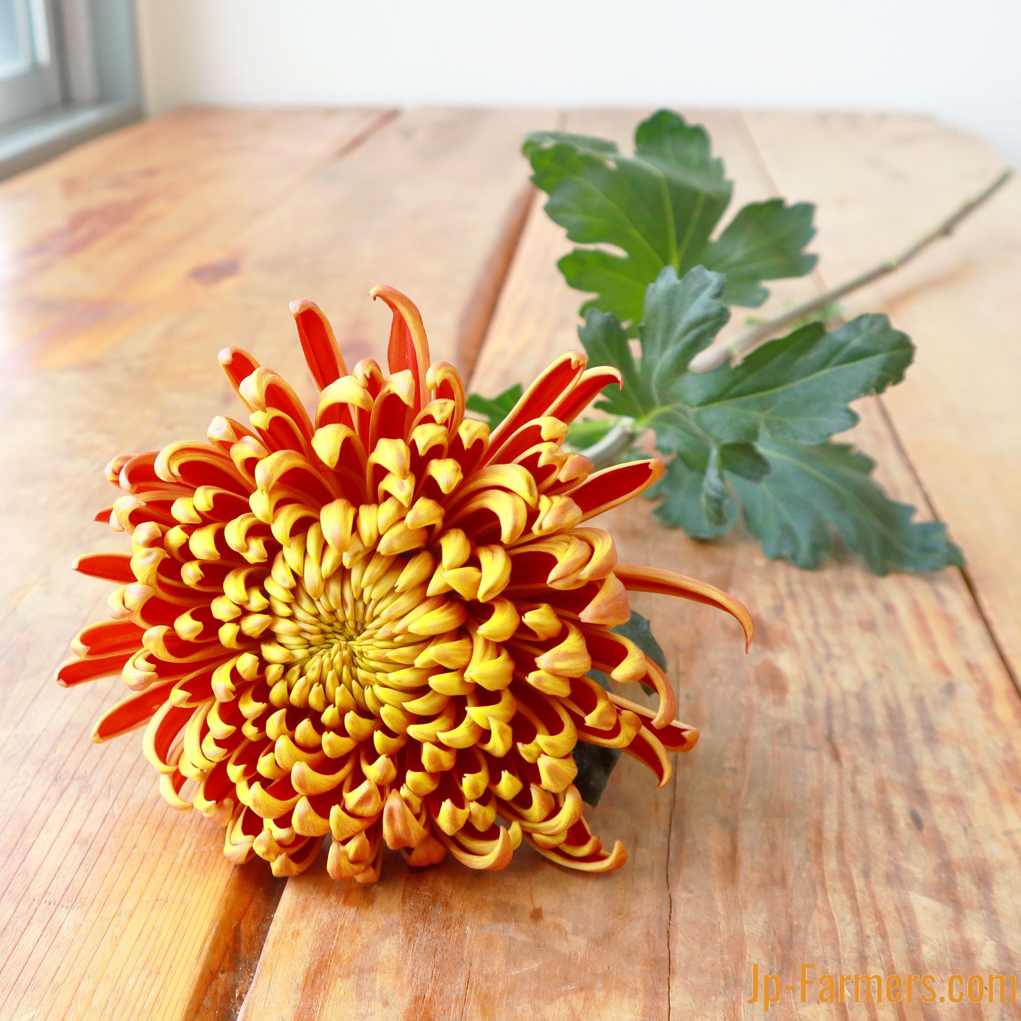 菊を飾ろう!! フエゴダーク 10本 | 新鮮お花問屋 Jp-Farmers.com