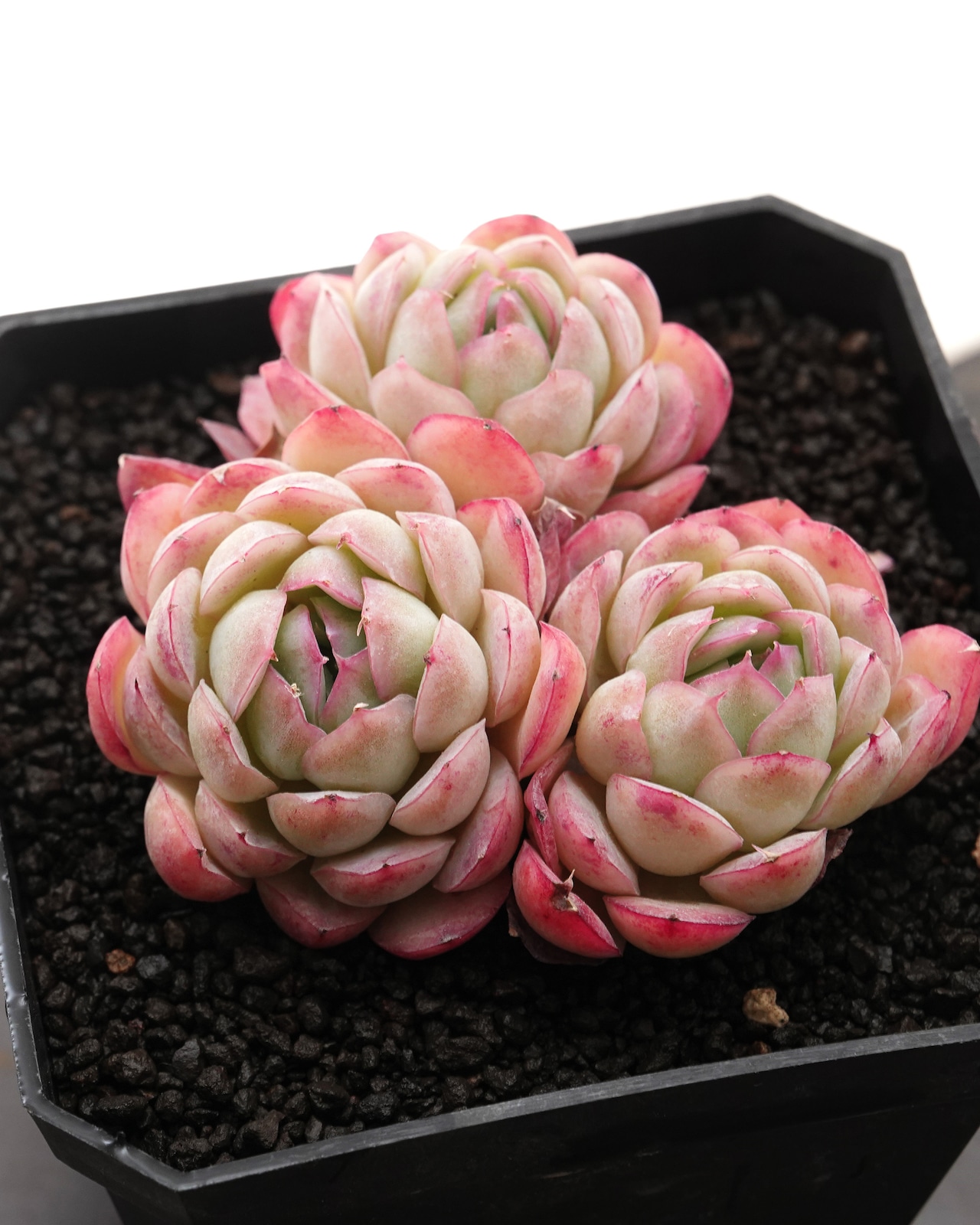 カット苗 ストロベリーアイス 3頭群生 Echeveria 'Strawberry Ice'