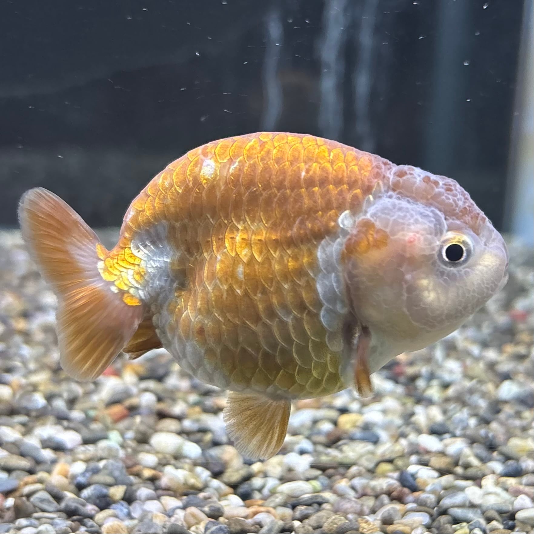 瑪瑙らんちゅう 8cm | 金魚・熱帯魚専門店 AquaPro.H