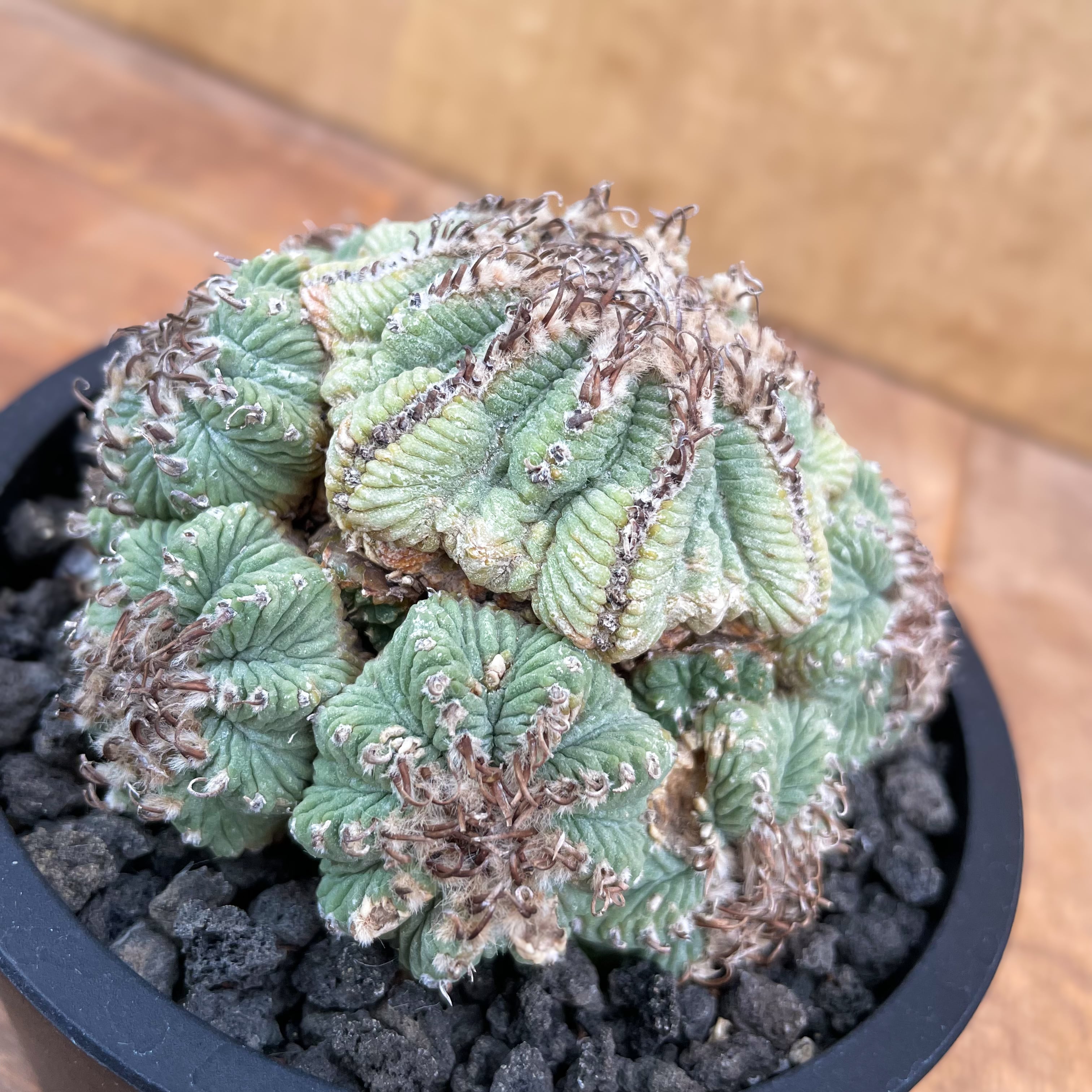 Aztekium ritteri【アズテキウム・花籠・実生】 | RIMO'S GREEN