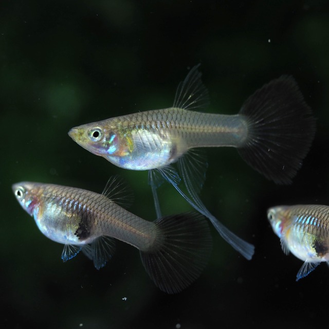 専用　RREAスーパーホワイト・RREAフルレッド・ラズリーブルーテール　リボンオス6匹