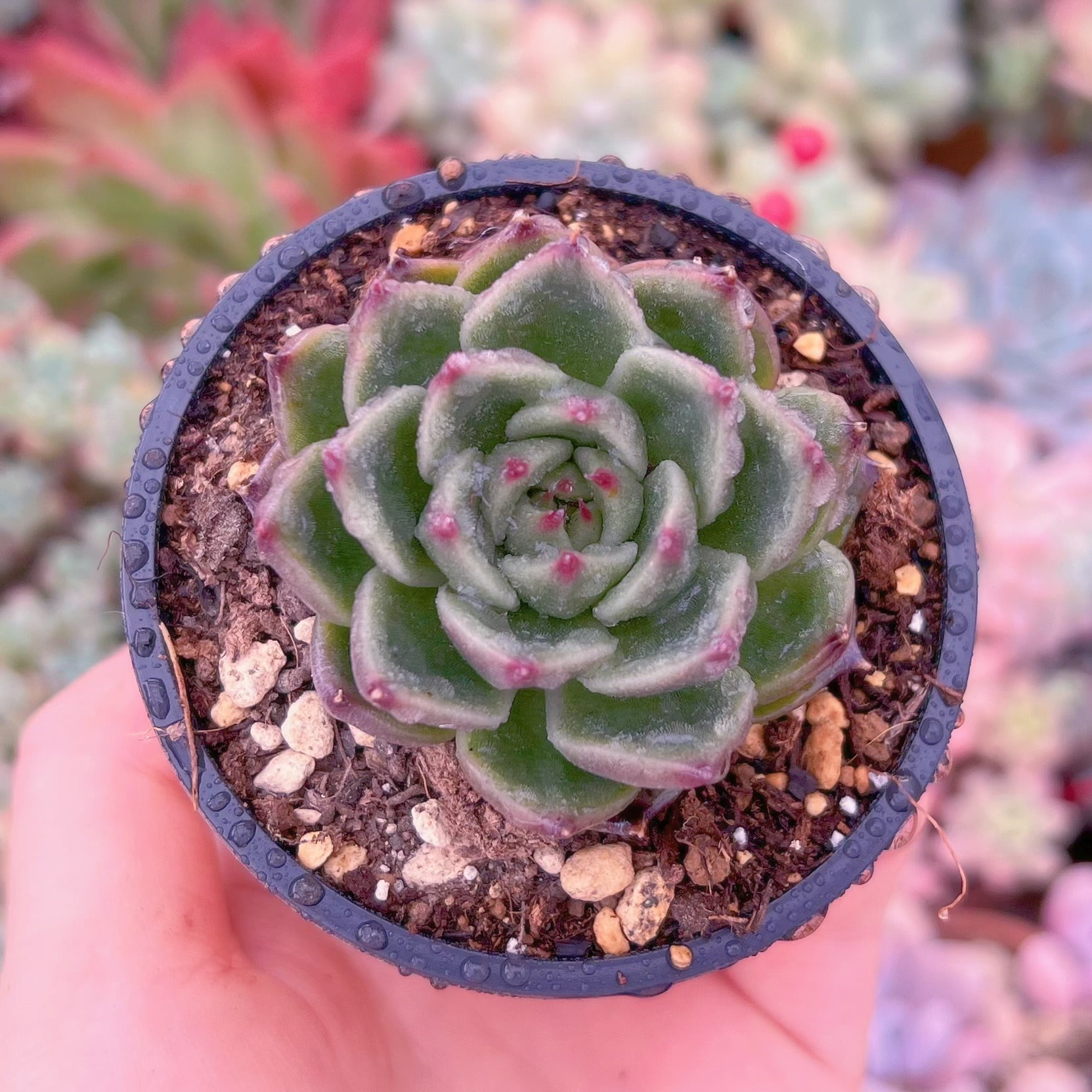 現物　Prasem Quartz#683　るる農園