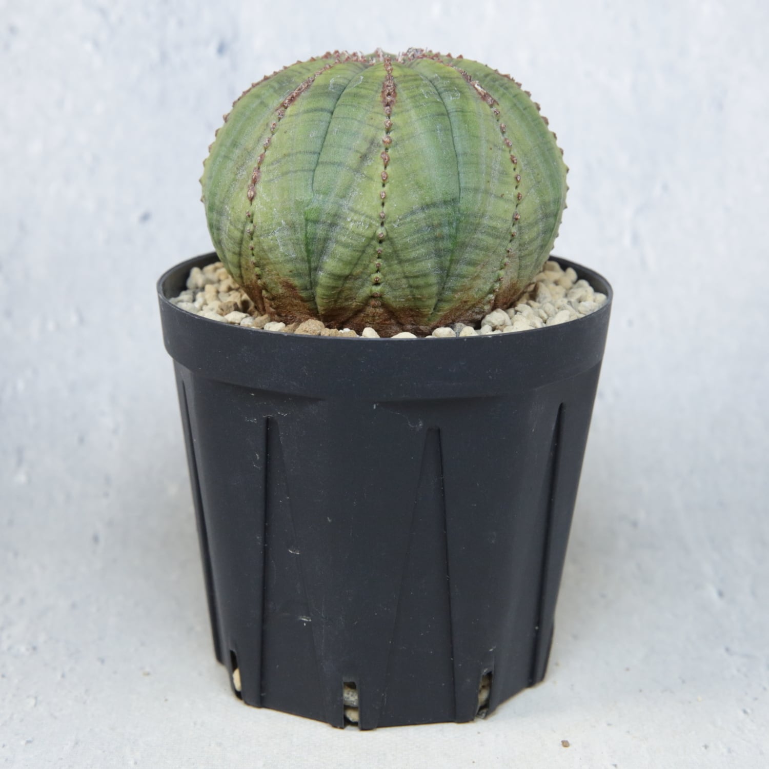 メス株 扁平 オベサ / ユーフォルビア | LIGHTHOUSE.PLANTS - 海外実生