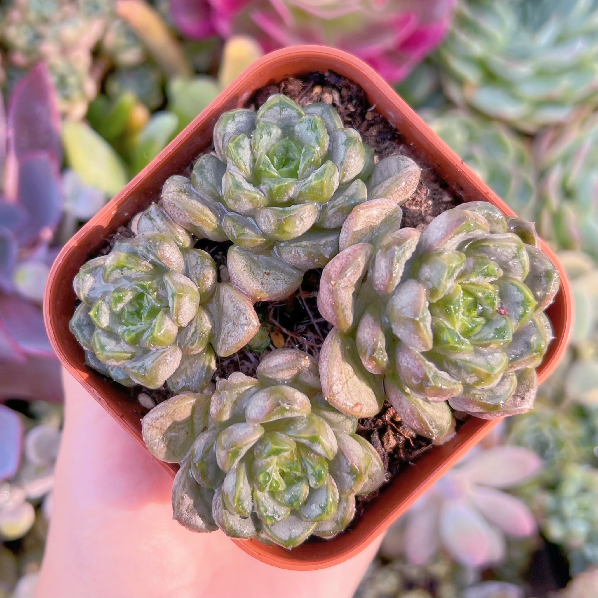 現品　ブドウ#F248　群生　るる農園