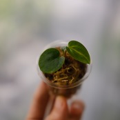 【実生】Anthurium Carlablackiae / アンスリウム カーラブラッキー⑤│観葉植物