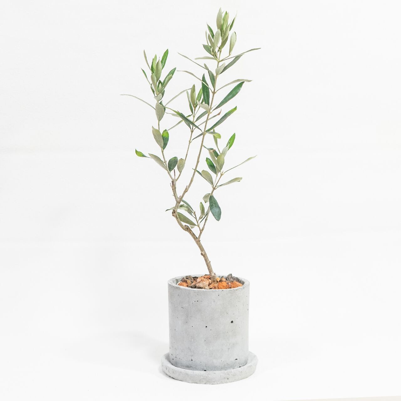 オリーブ ネバディロブロンコ 観葉植物 スタイリッシュな枝ぶり モルタル鉢仕立て