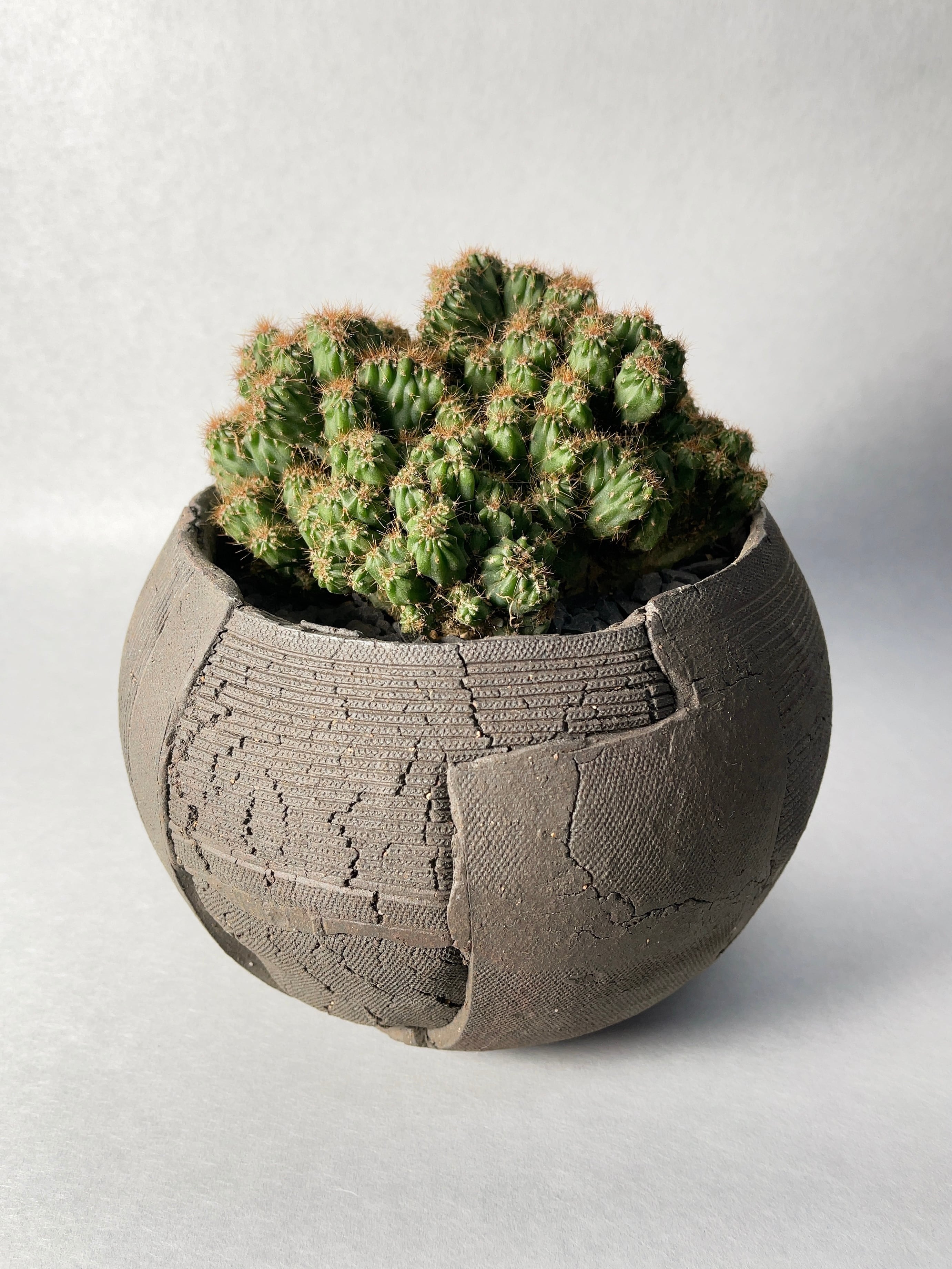 セレウス・金獅子 | trigger