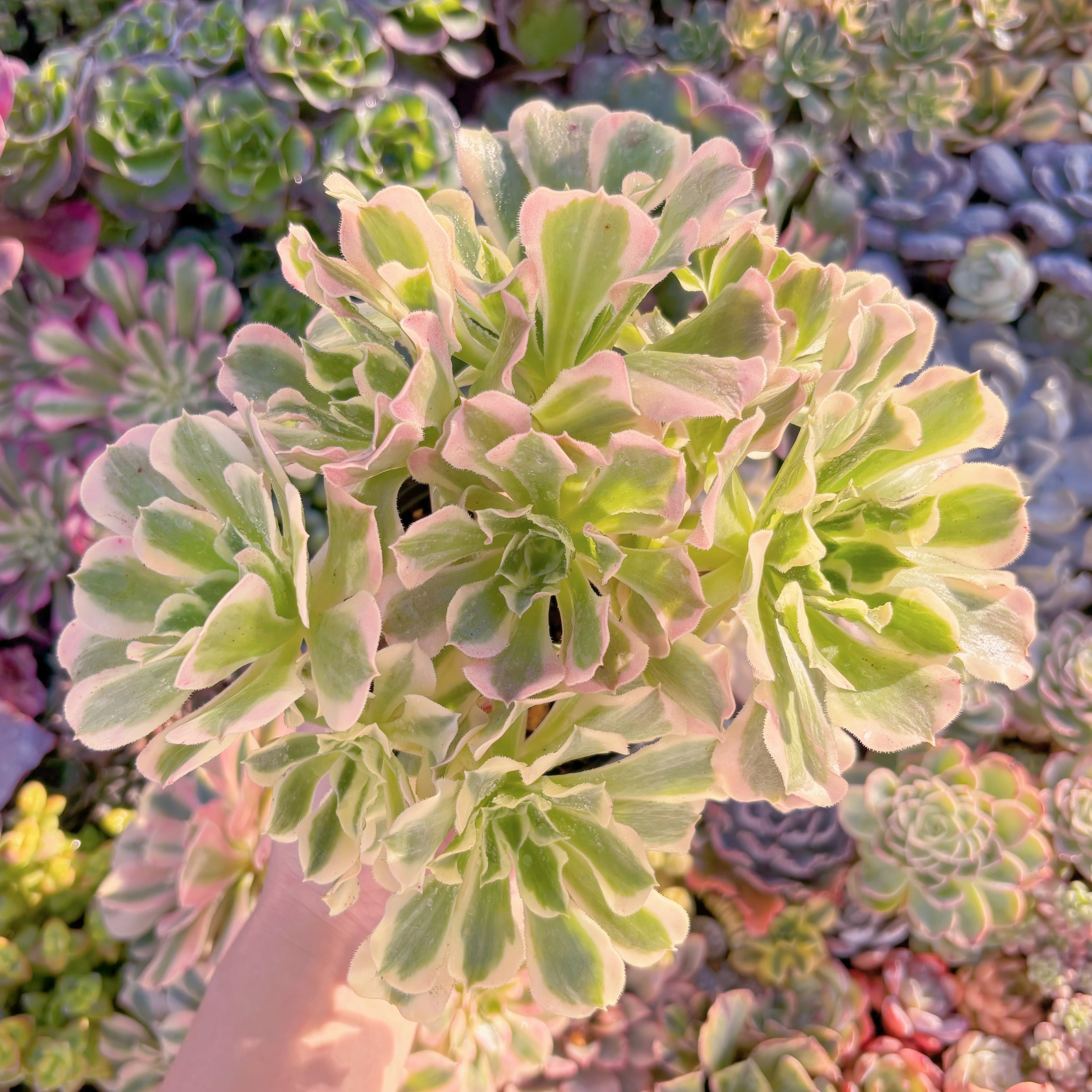 現品　白鳳錦#888　るる農園