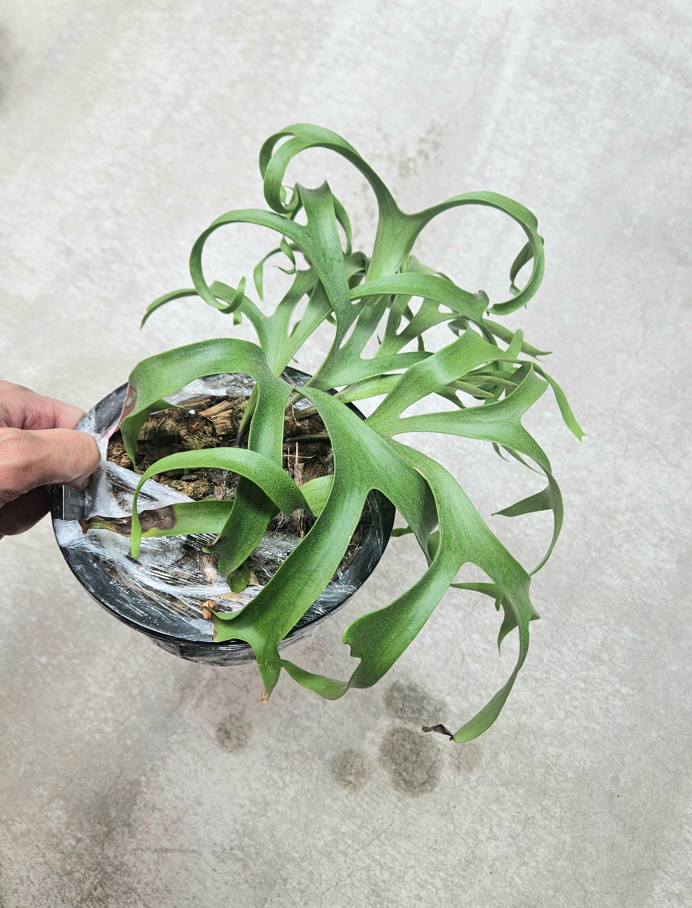 受注発注リスト】P.willinckii cv.I Zwicky 18【artPLANTs/PLANTS