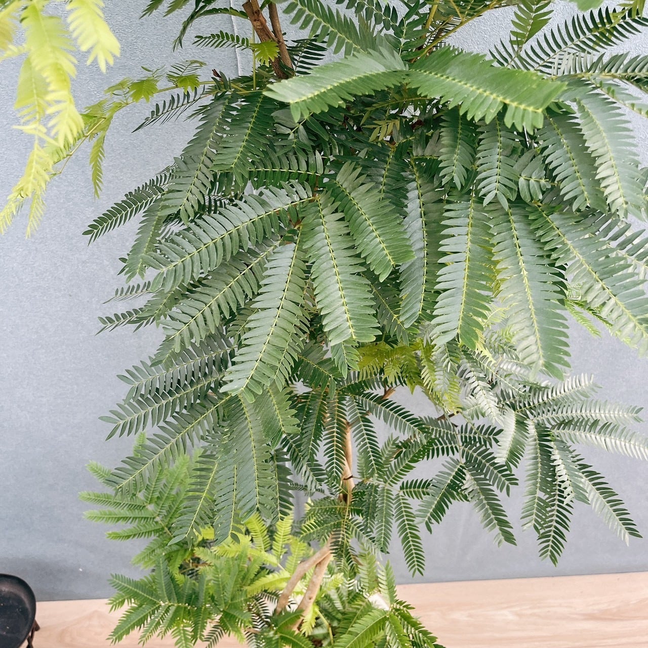 現品］2番 エバーフレッシュ 曲がり 8号 観葉植物 室内 大型 人気