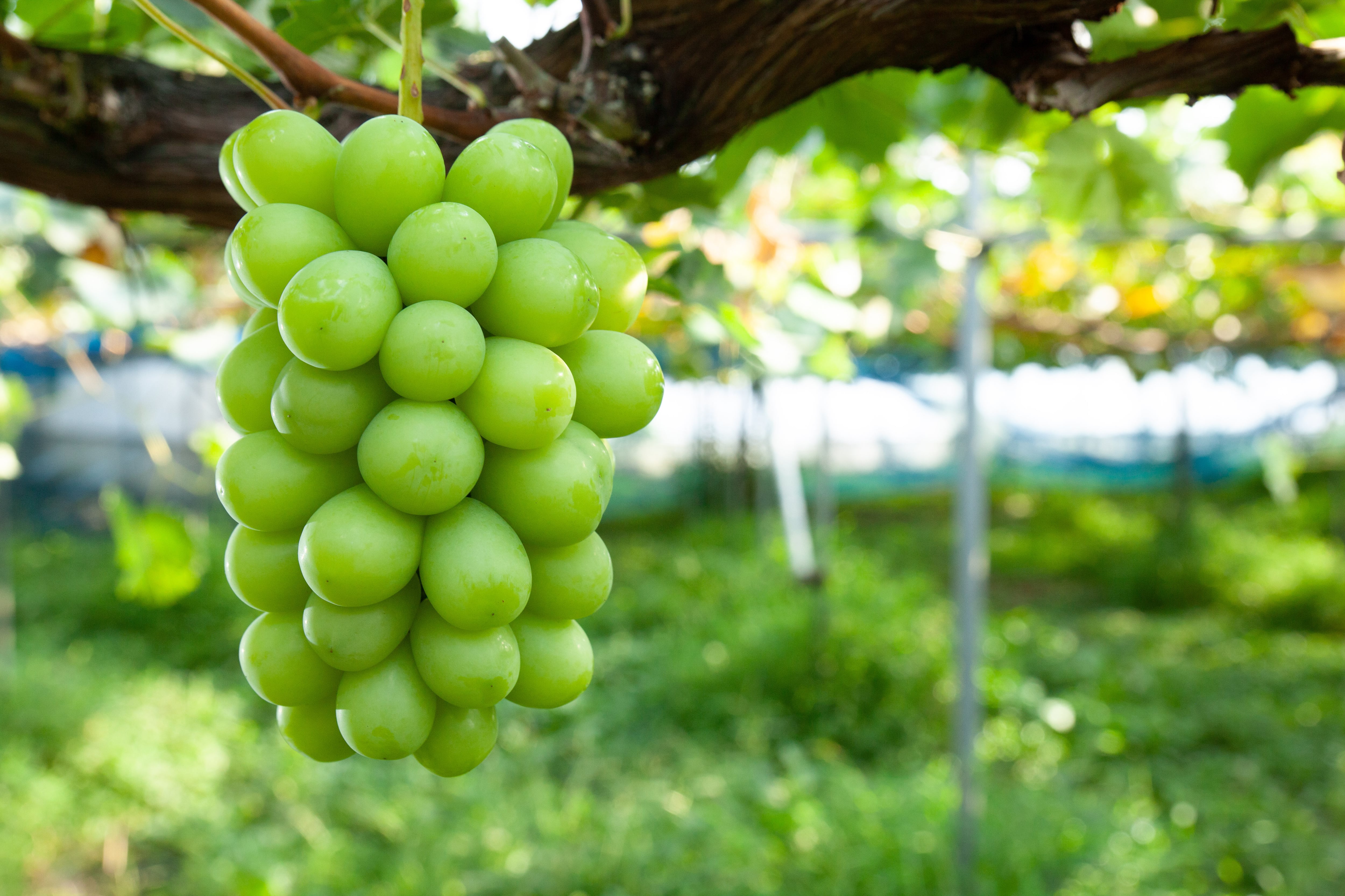 K1-S3 クイーンルージュ® 1房＆シャインマスカット3房入り普通箱 | Abe