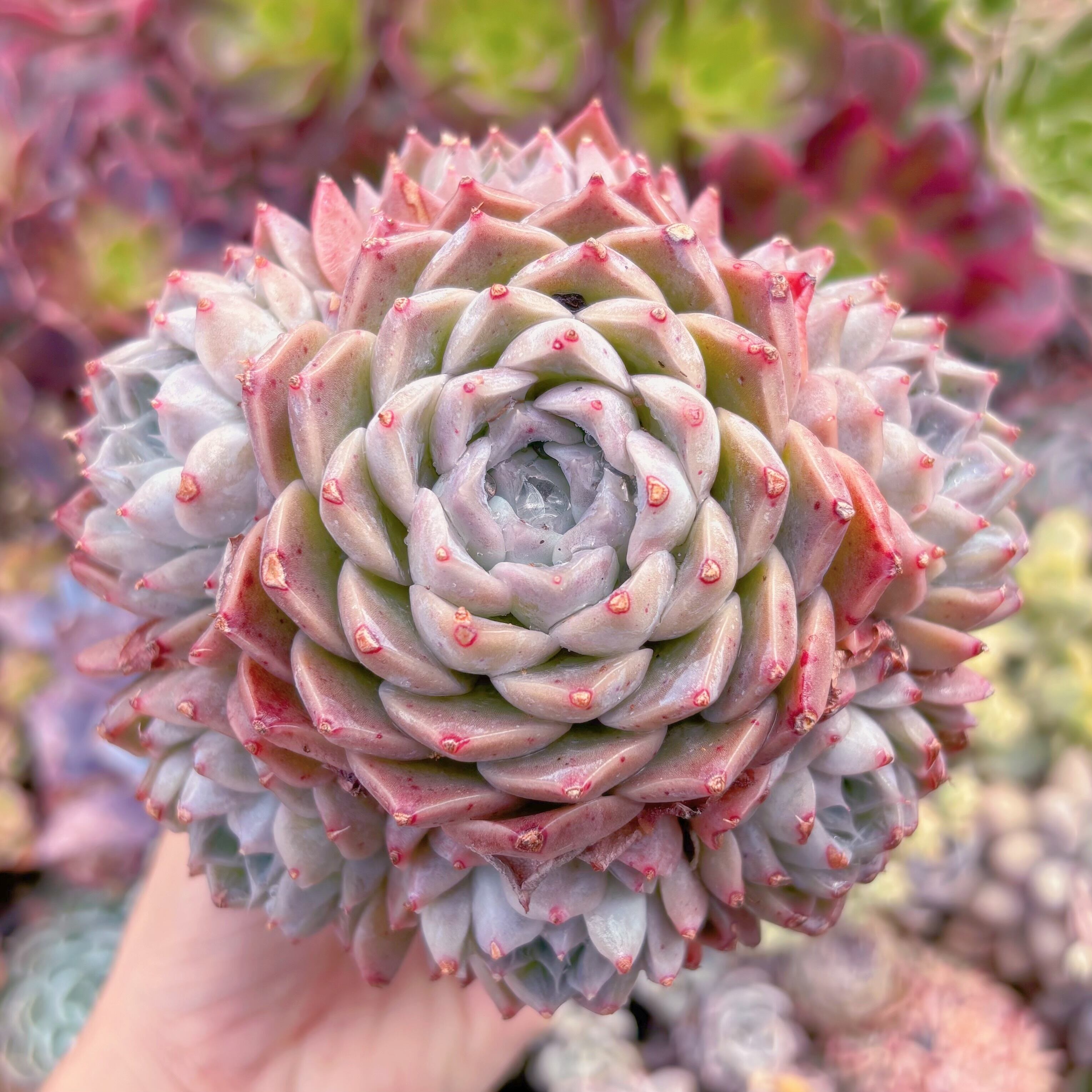 現品　沙羅姫#931　大群生　るる農園