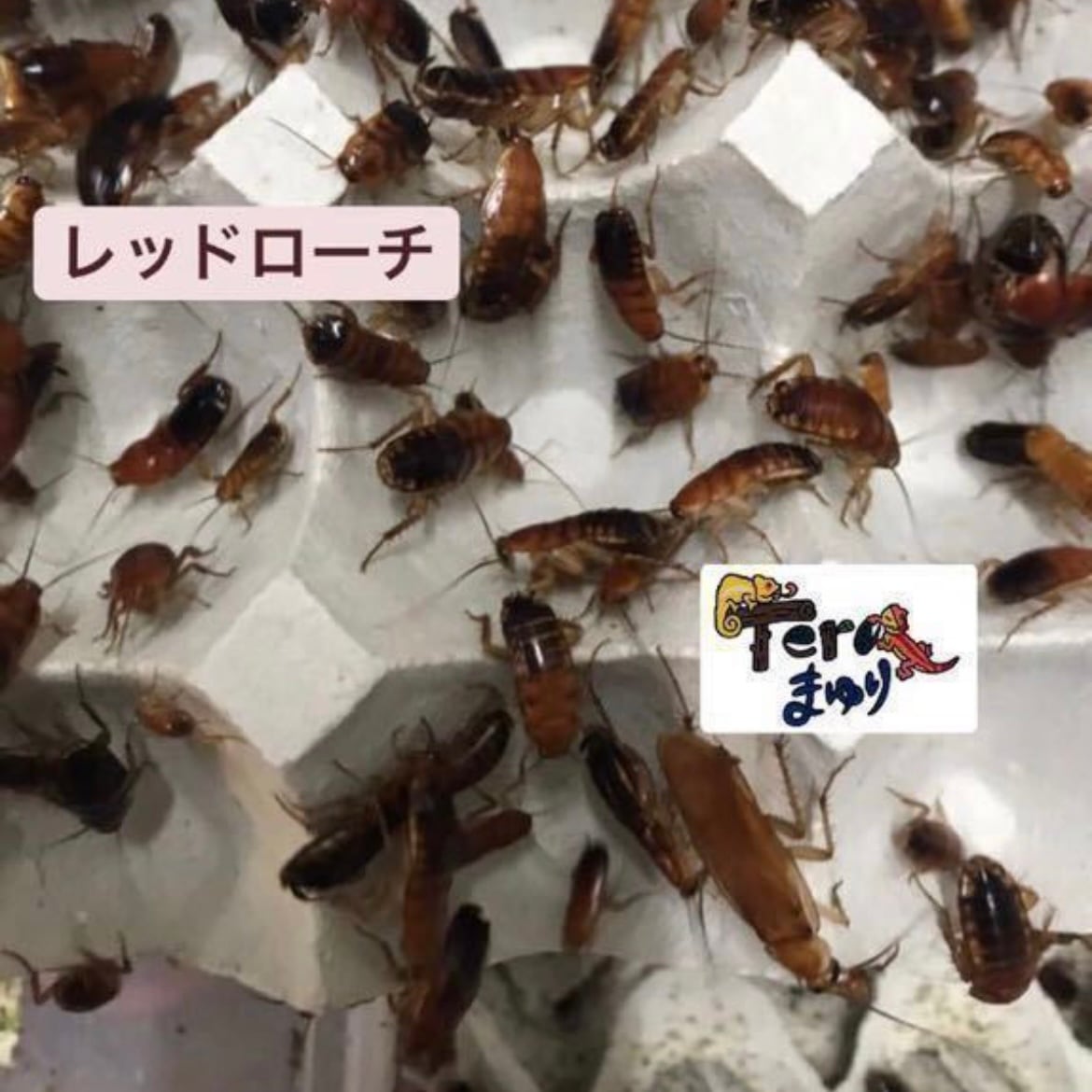 レッドローチ MLサイズ 180g 約500匹 | Teraまゆり｜爬虫類、両生類 