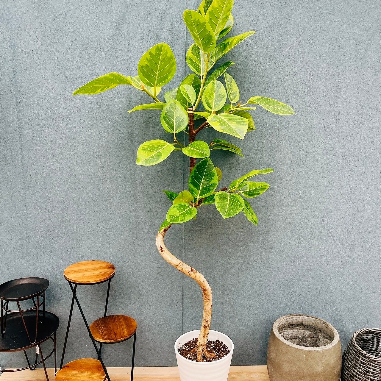 幹太 上質な個体 フィカス アルテシマ 観葉植物 大型 室内 【公式通販】