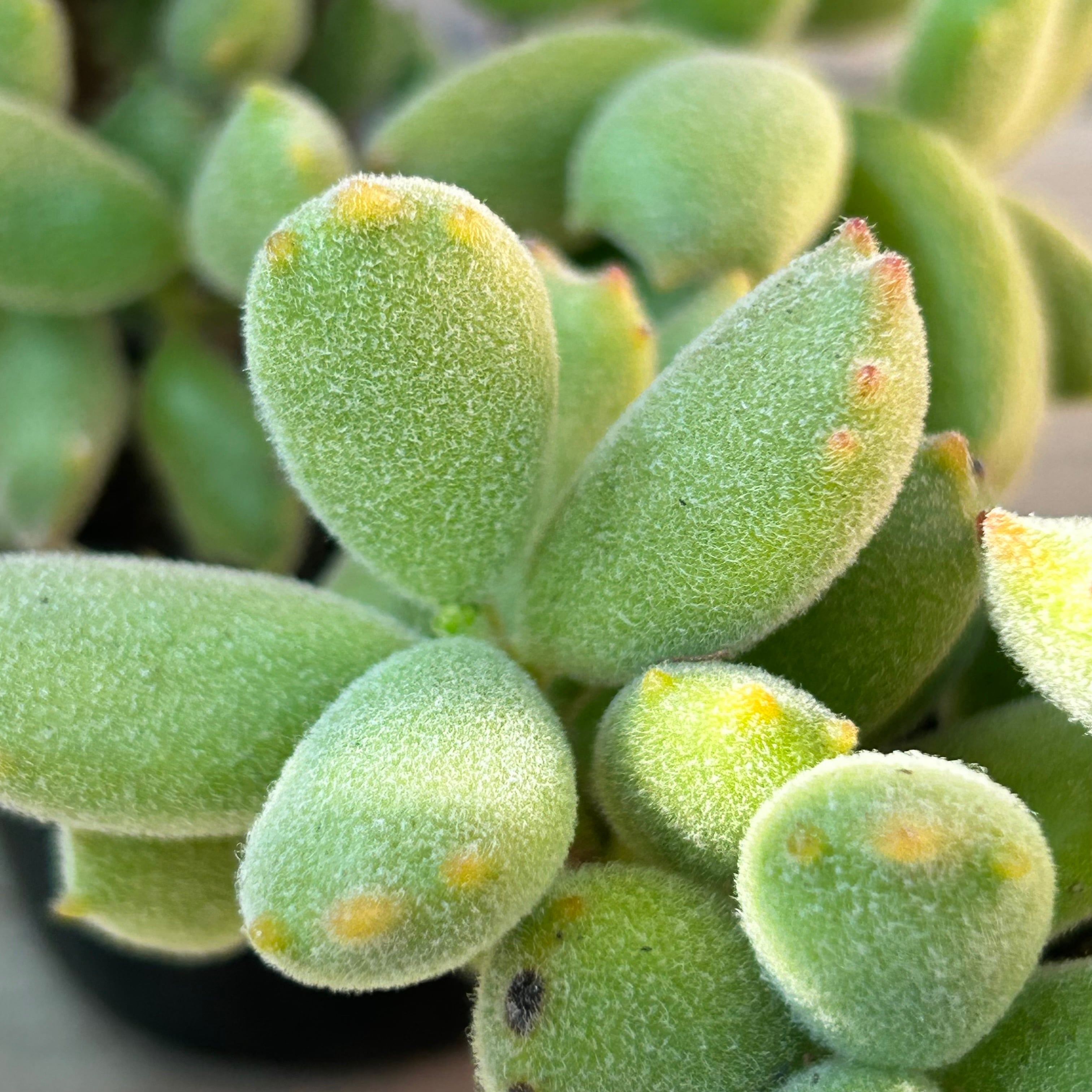 子猫の爪 | RuPo 多肉植物専門店