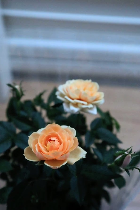 花苗 ミニバラ 『モカフェローズ』 3.5号硬質ポット 薔薇
