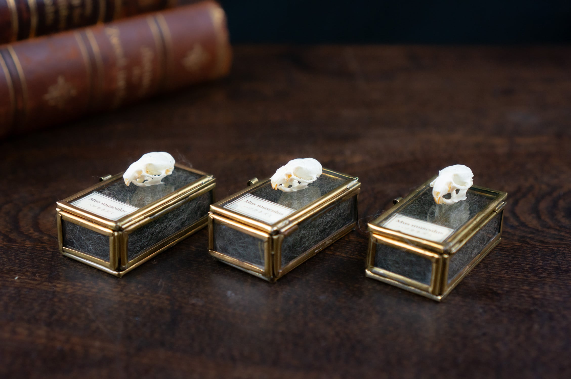 スズキ骨格標本 約60cm スズキ骨格標本 約60cm