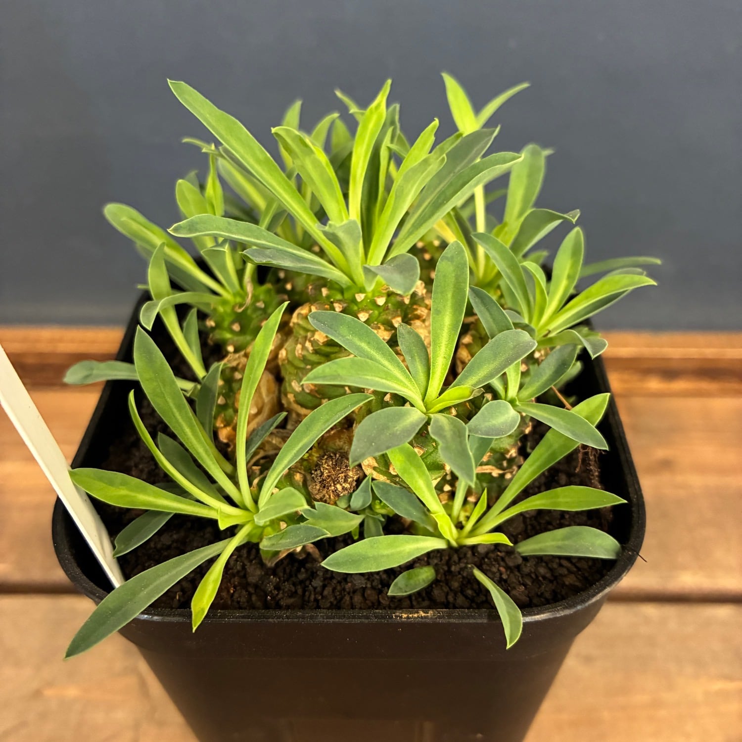 PROTOLEAF プロトリーフ